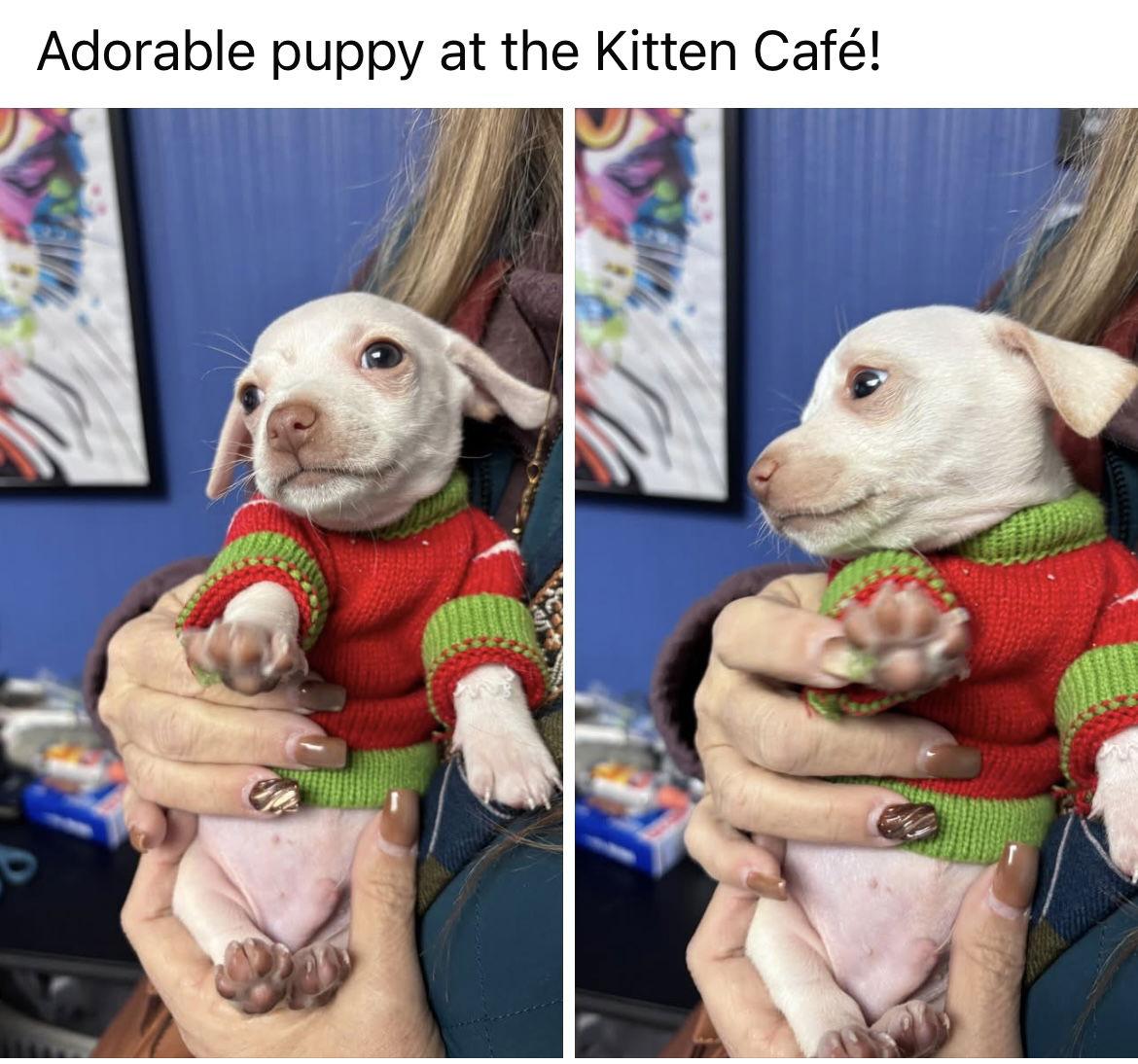 Falcor, Adoptable, Puppy Male Chihuahua & Chihuahua.