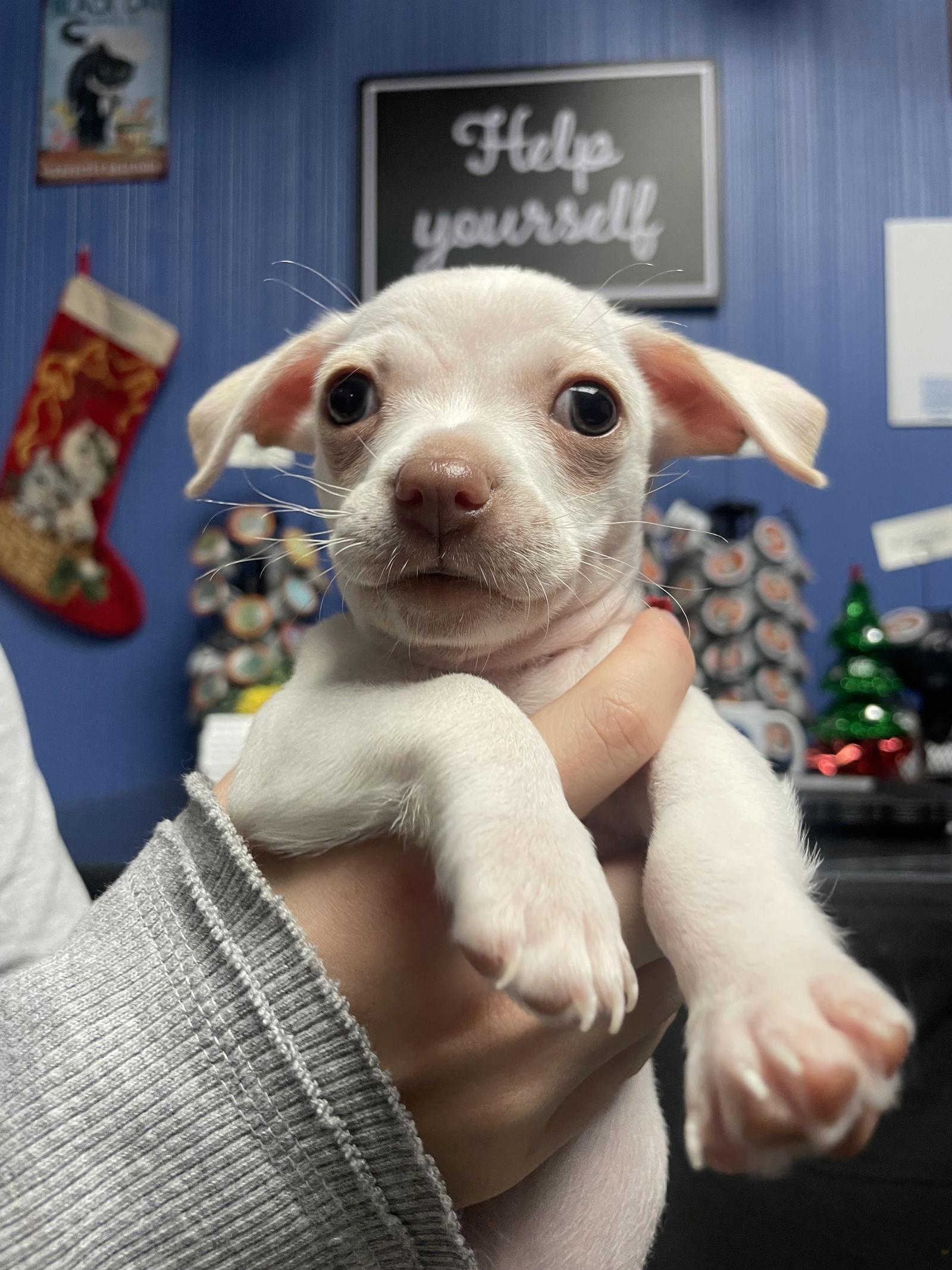 Enlarge Falcor, a Adoptable mixed breed in Campbell, CA image 2/3