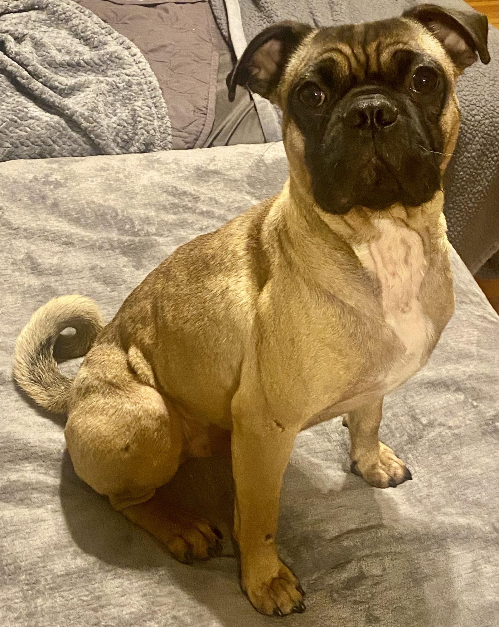 Enlarge Ringo, a Adoptable Pug in Brooklyn Center, MN image 1/3