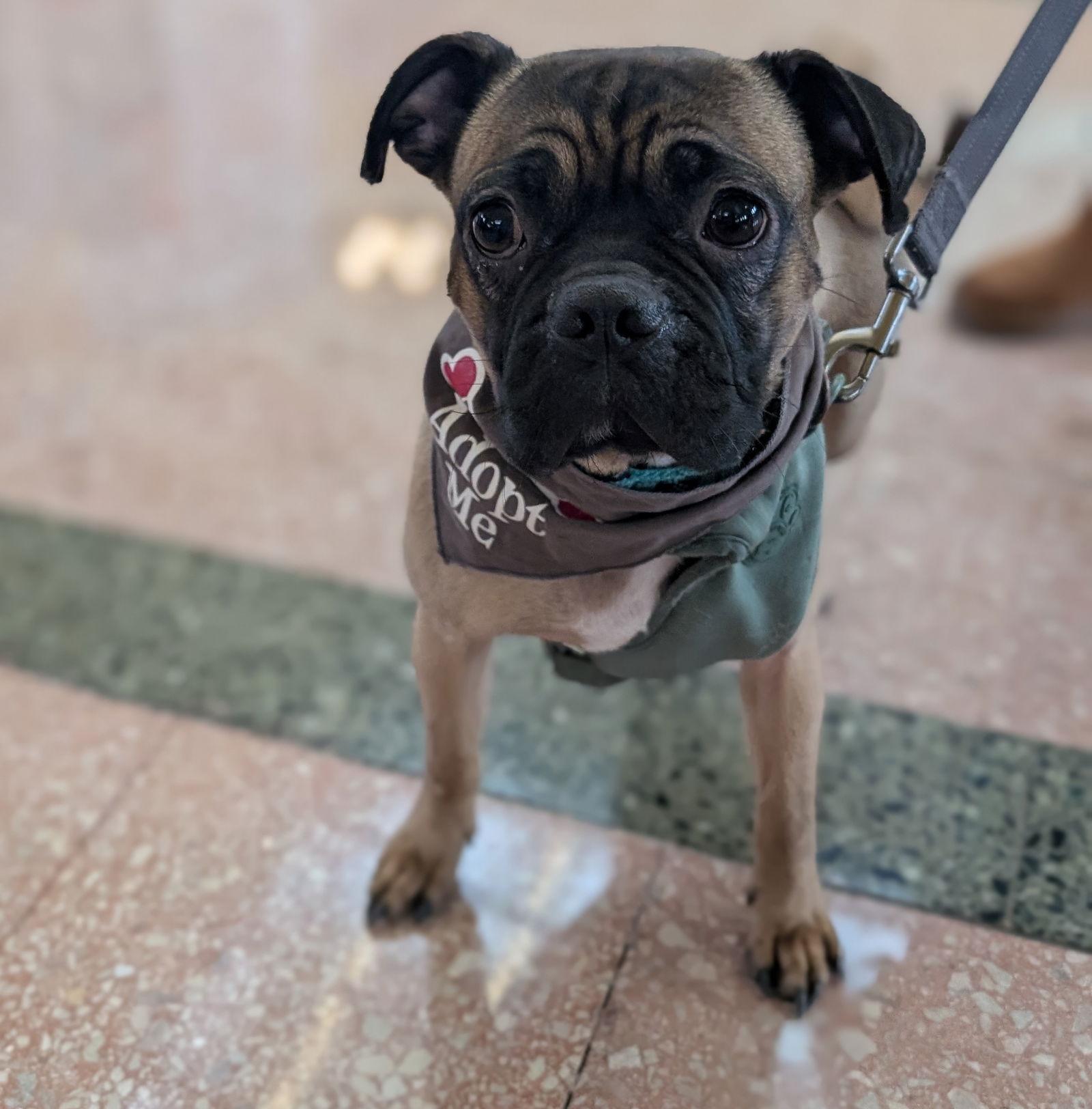 Enlarge Ringo, a Adoptable Pug in Brooklyn Center, MN image 1/3