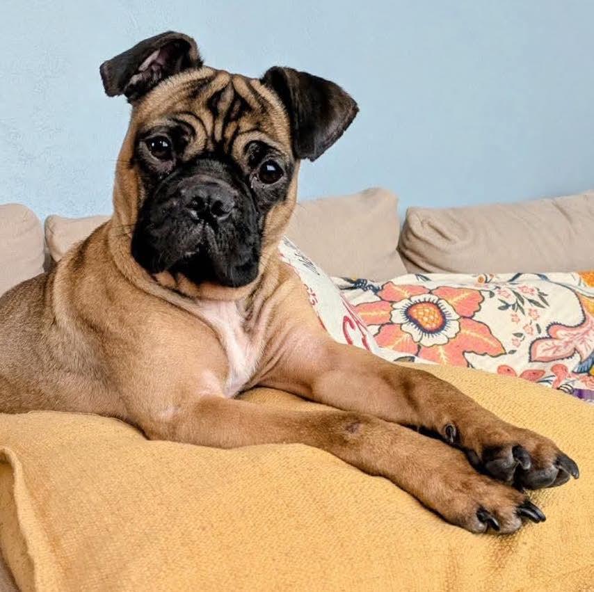 Enlarge Ringo, a Adoptable Pug in Brooklyn Center, MN image 2/3