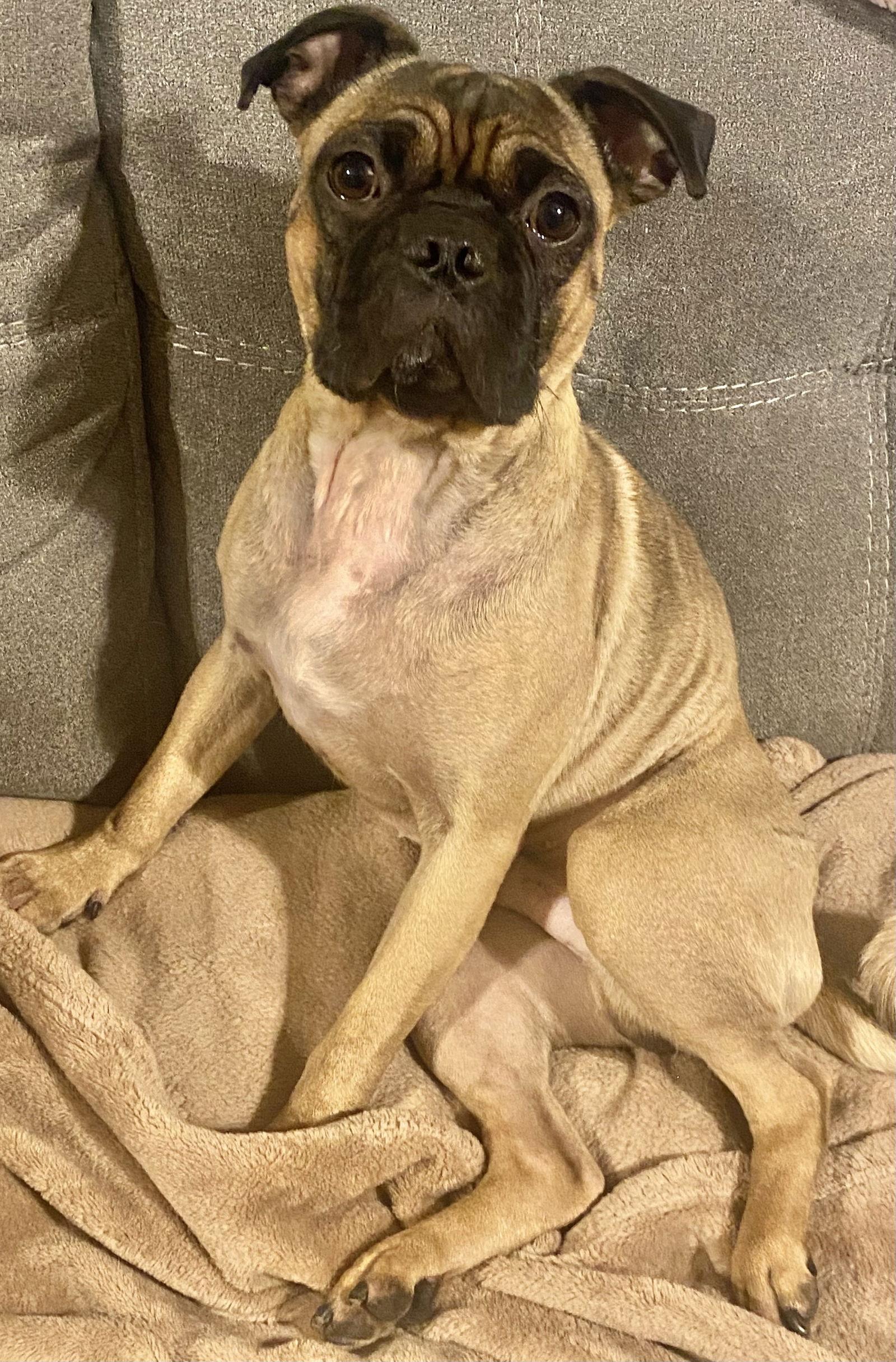 Enlarge Ringo, a Adoptable Pug in Brooklyn Center, MN image 3/3