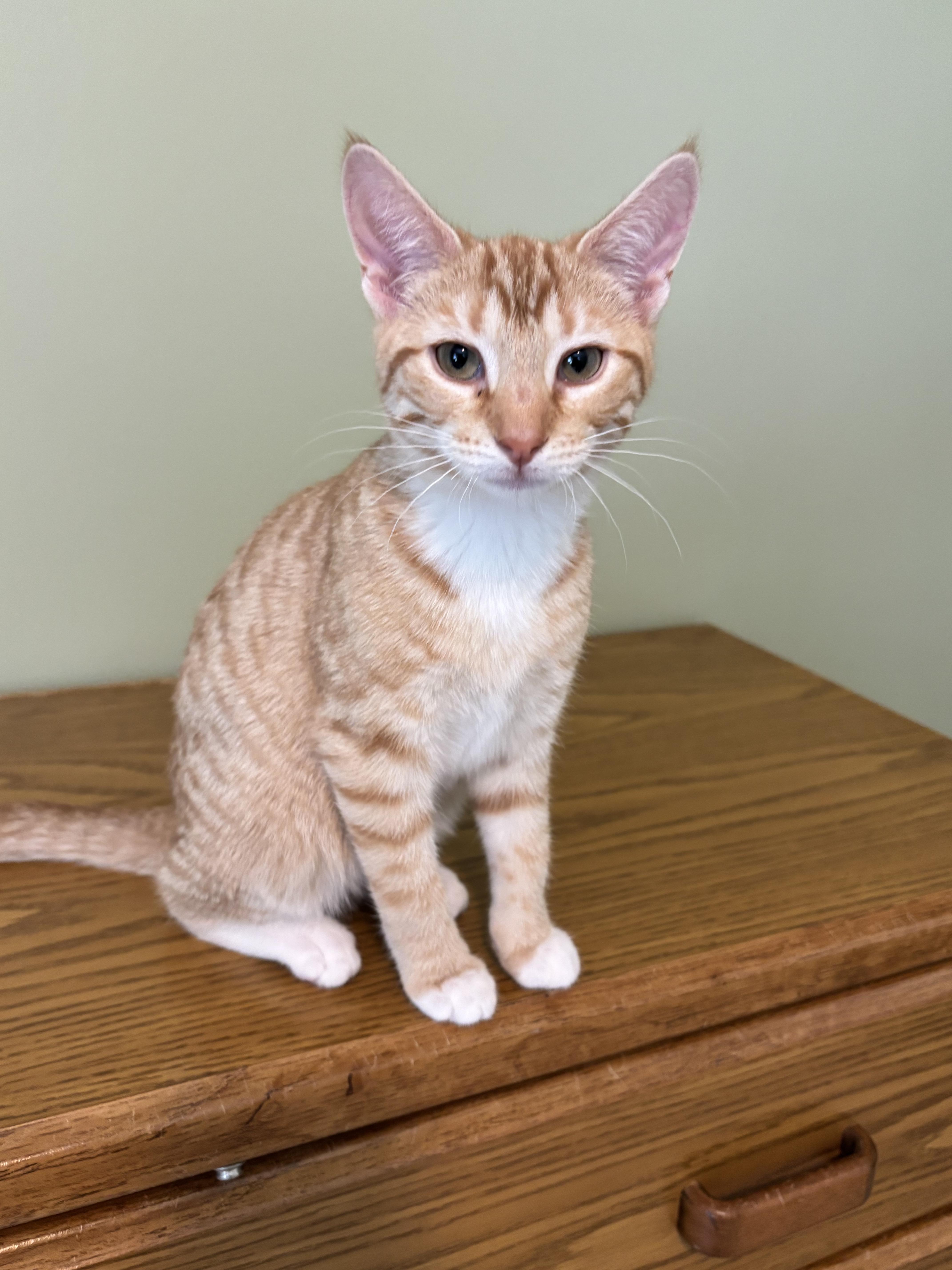 Enlarge Clementine, an adopted Domestic Short Hair in Elverson, PA image 1/1