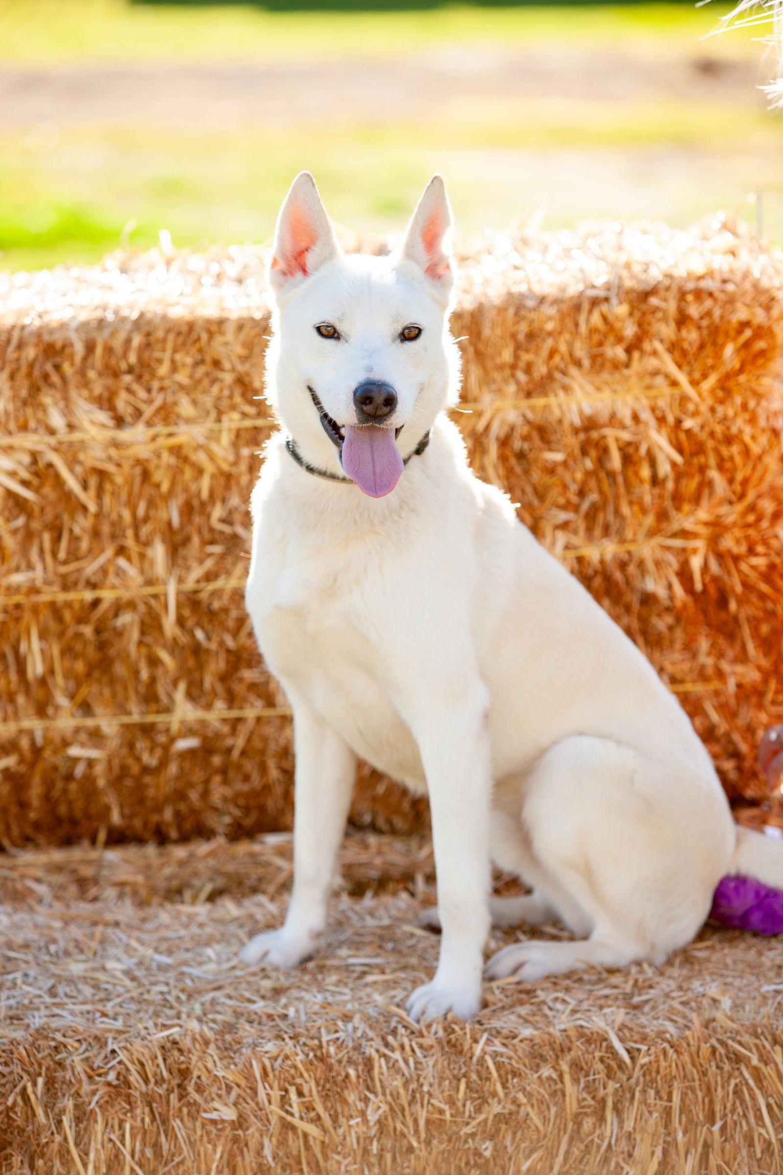 Butch, Adoptable, Young Male German Shepherd Dog.