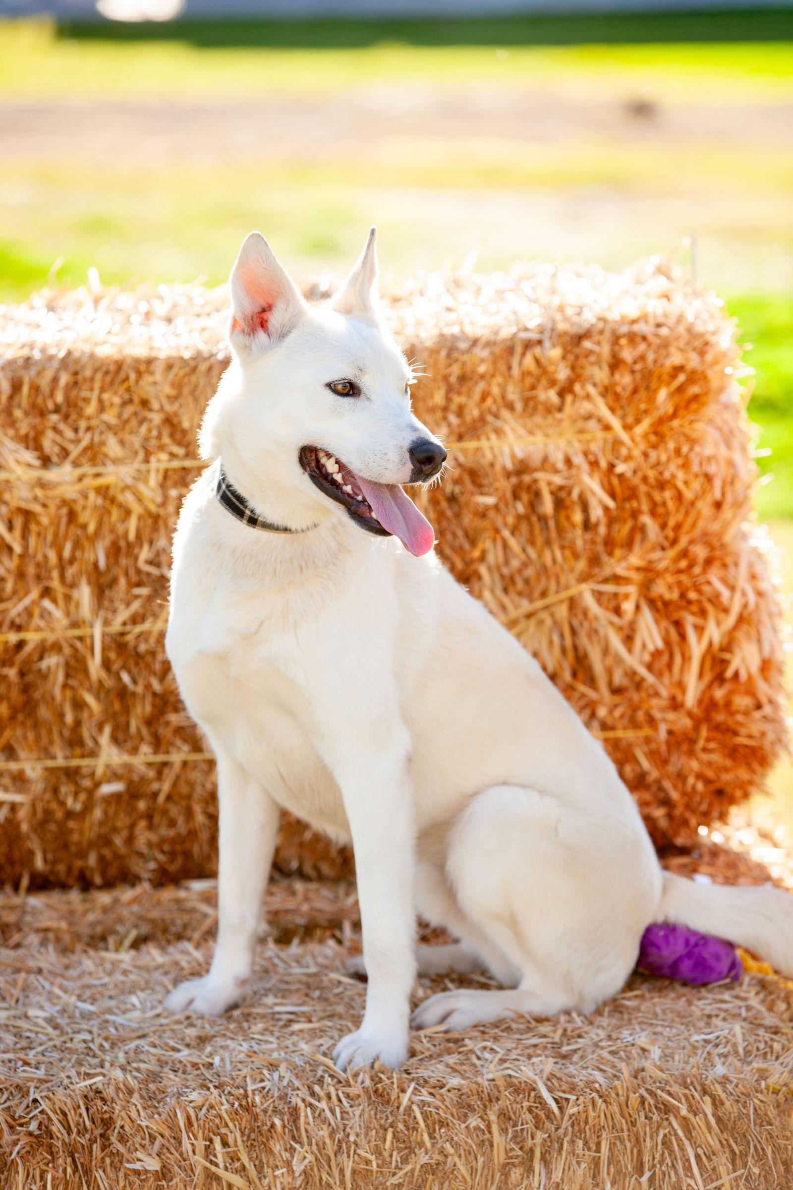 Enlarge Butch, a Adoptable German Shepherd Dog in Rancho Cucamonga, CA image 2/3