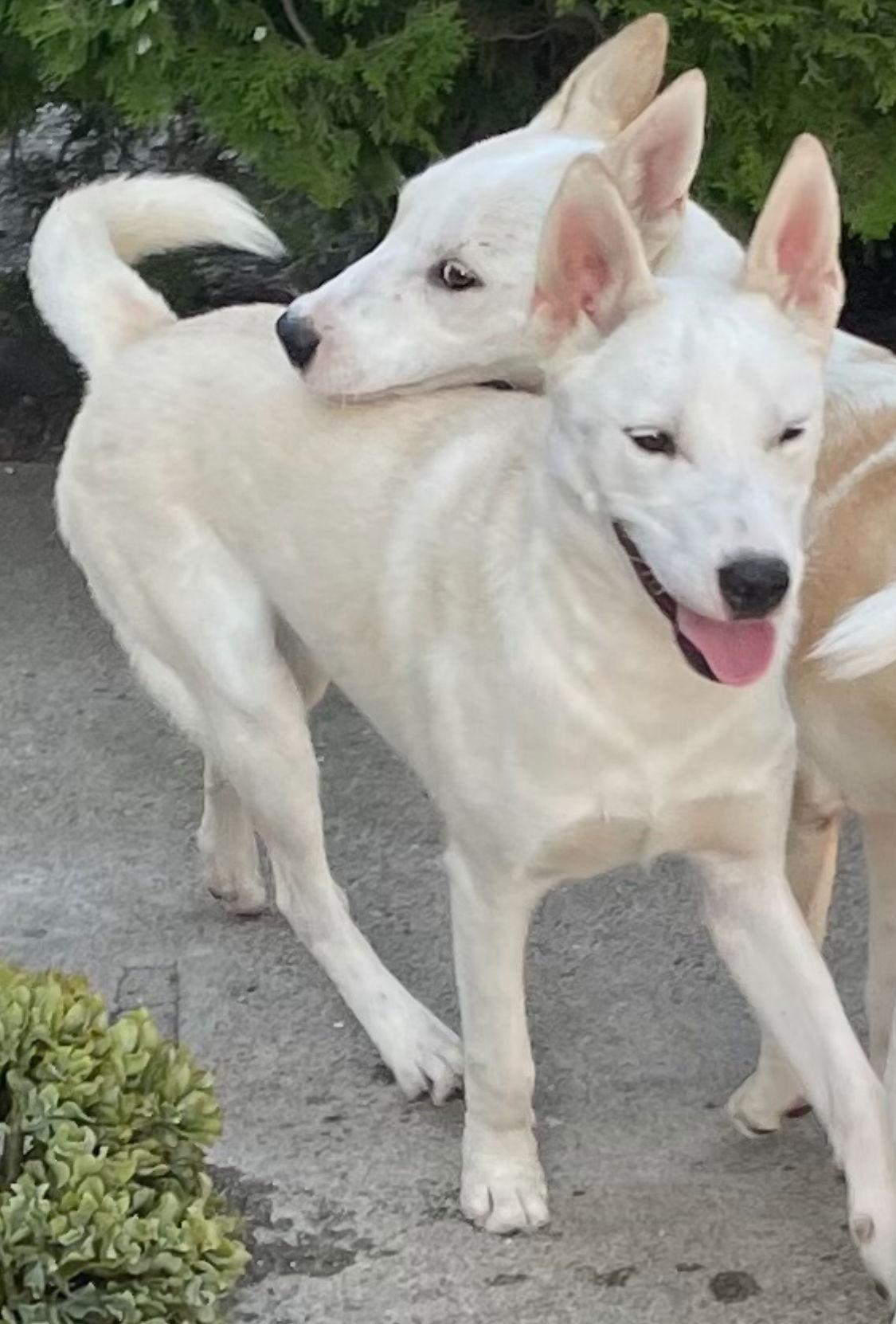 Butch, Adoptable, Young Male German Shepherd Dog.