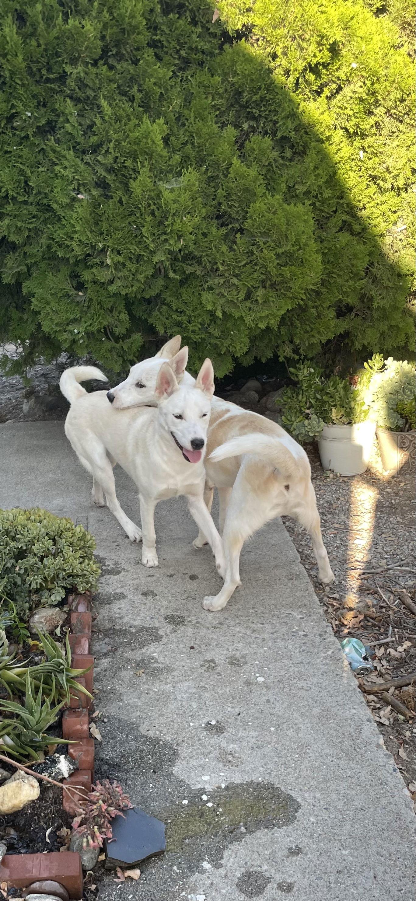Enlarge Butch, a Adoptable German Shepherd Dog in Rancho Cucamonga, CA image 2/3