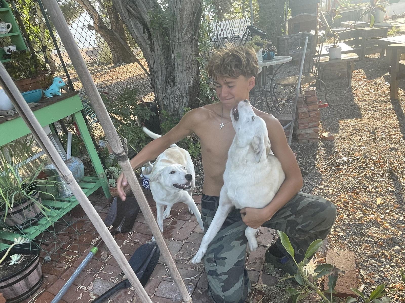 Enlarge Butch, a Adoptable German Shepherd Dog in Rancho Cucamonga, CA image 3/3