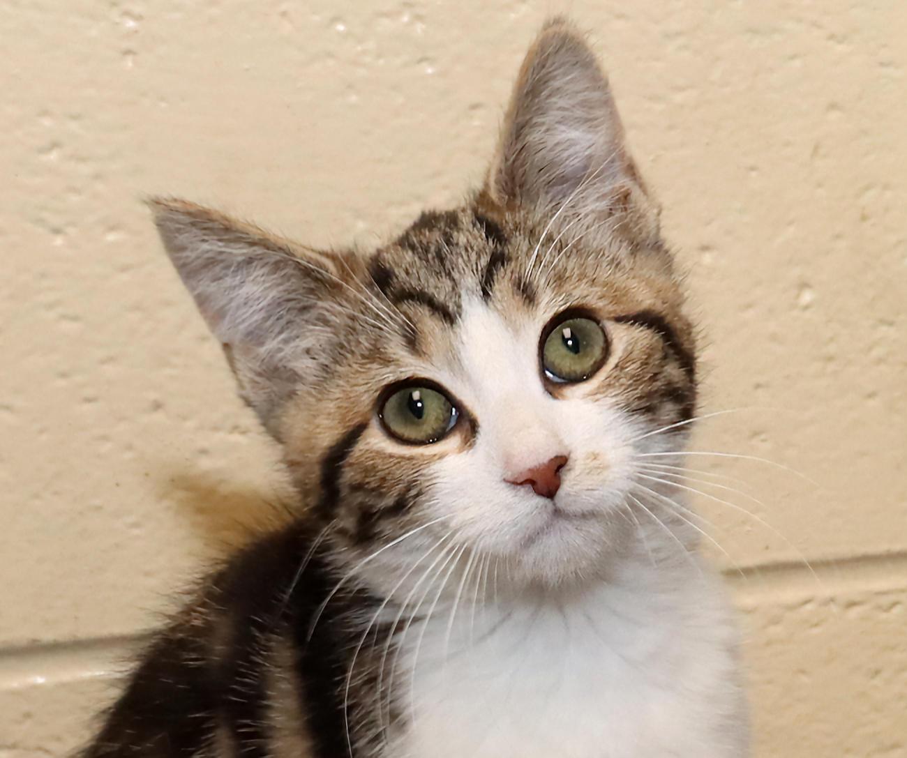 Maki, adopted, Kitten Female Domestic Short Hair.