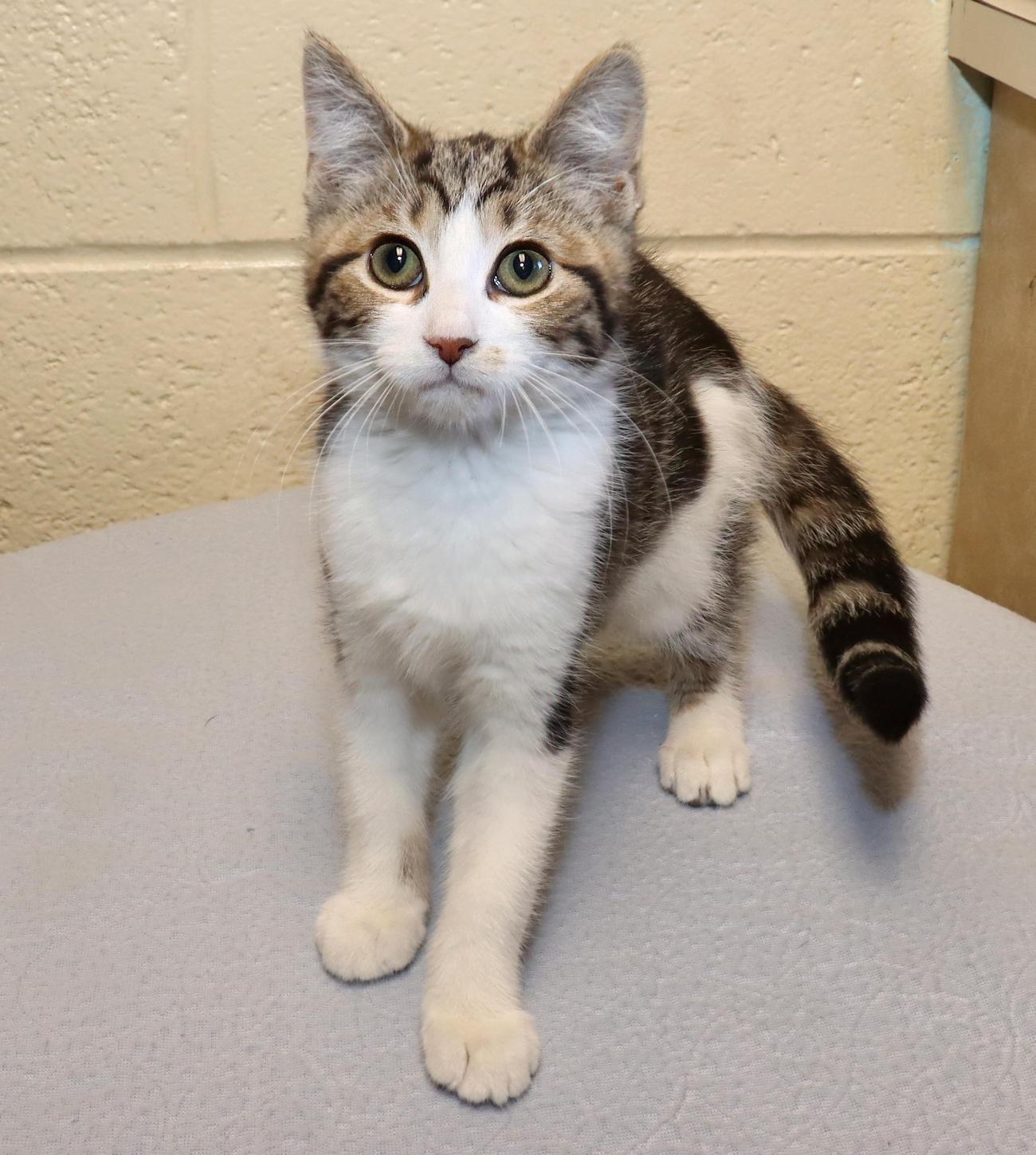 Enlarge Maki, an adopted Domestic Short Hair in Euclid, OH image 3/6