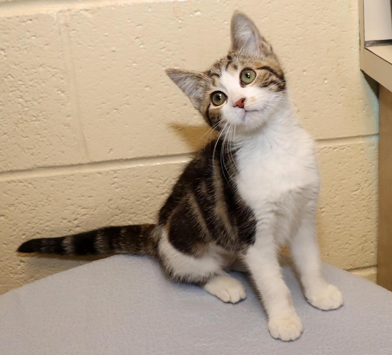 Enlarge Maki, an adopted Domestic Short Hair in Euclid, OH image 6/6