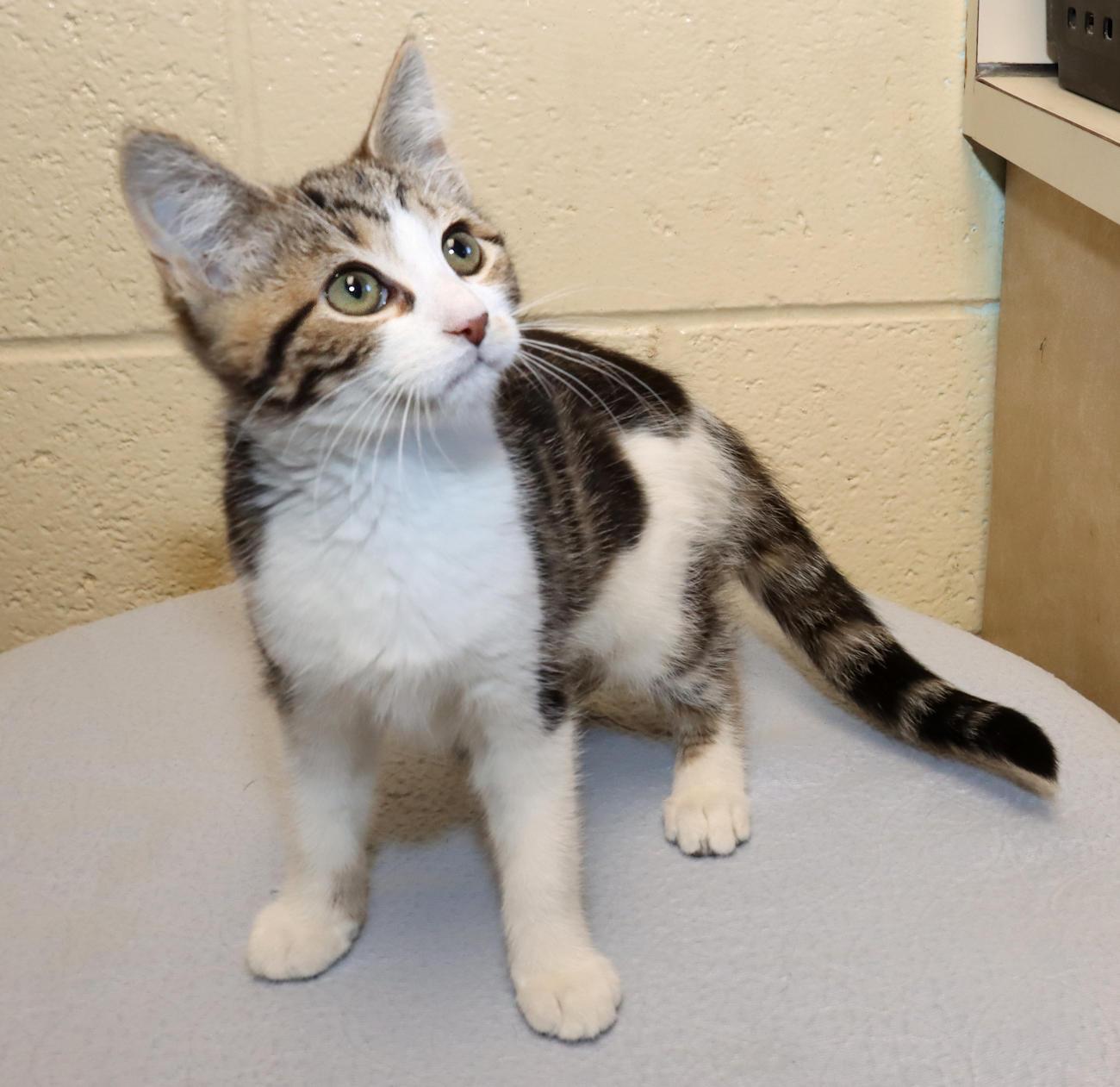 Enlarge Maki, an adopted Domestic Short Hair in Euclid, OH image 5/6