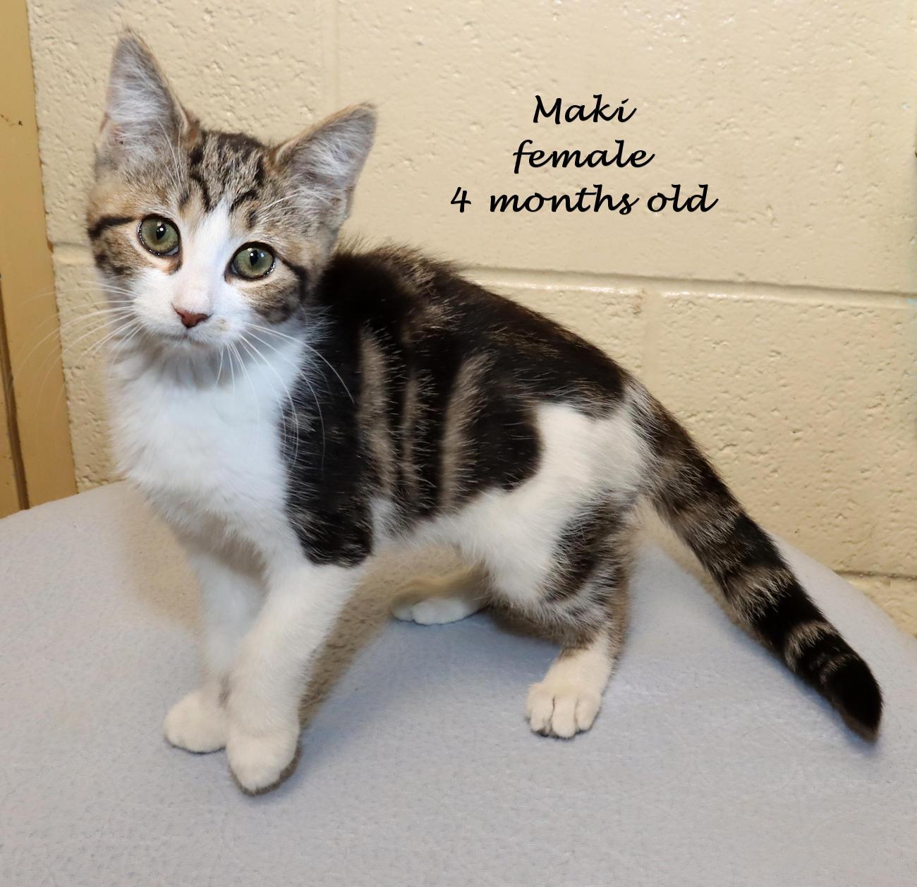 Enlarge Maki, an adopted Domestic Short Hair in Euclid, OH image 2/6