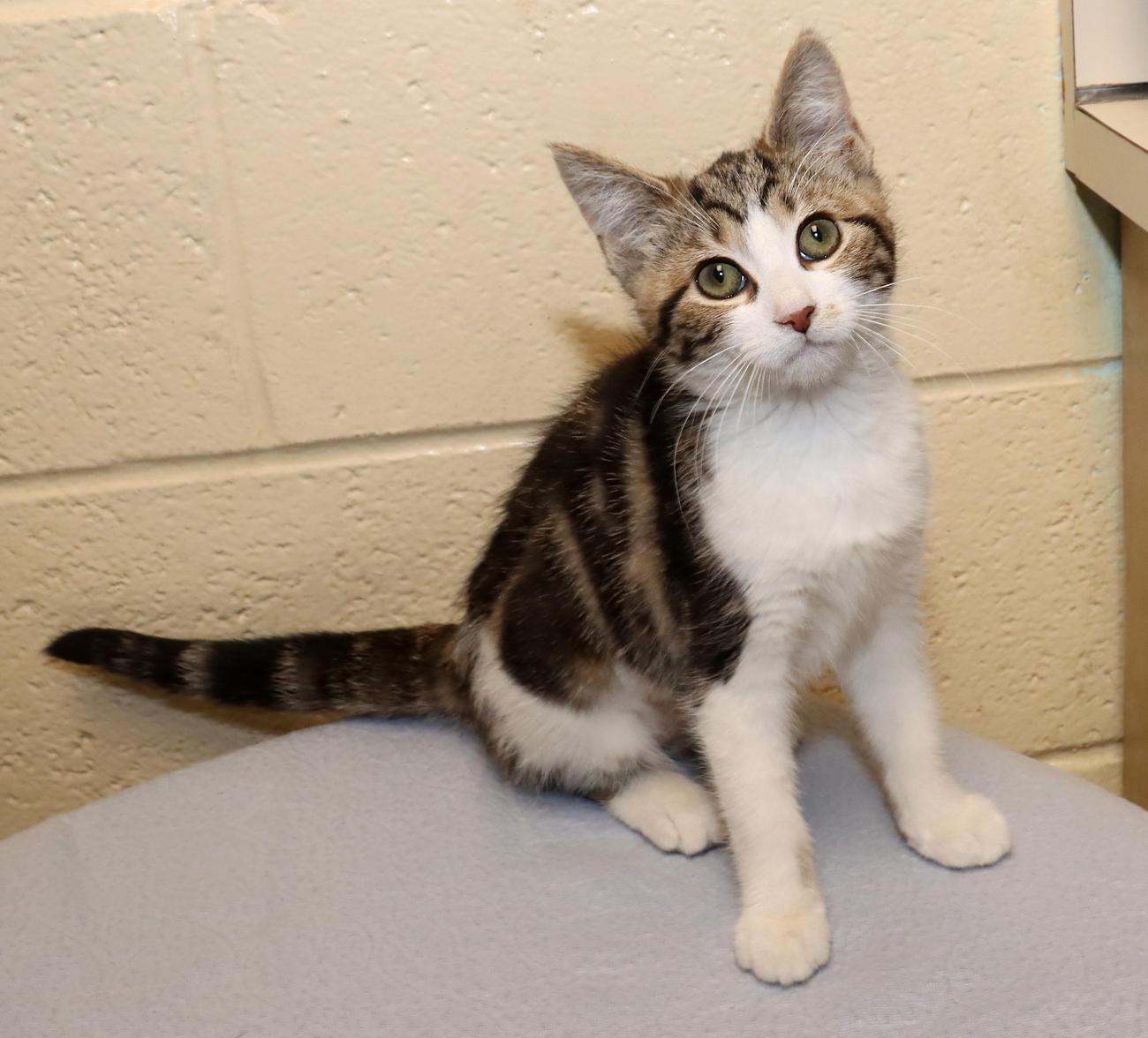 Enlarge Maki, an adopted Domestic Short Hair in Euclid, OH image 4/6
