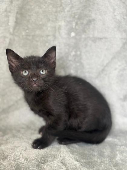 Enlarge Pebbles, a Adopted mixed breed in Blountville, TN image 1/1