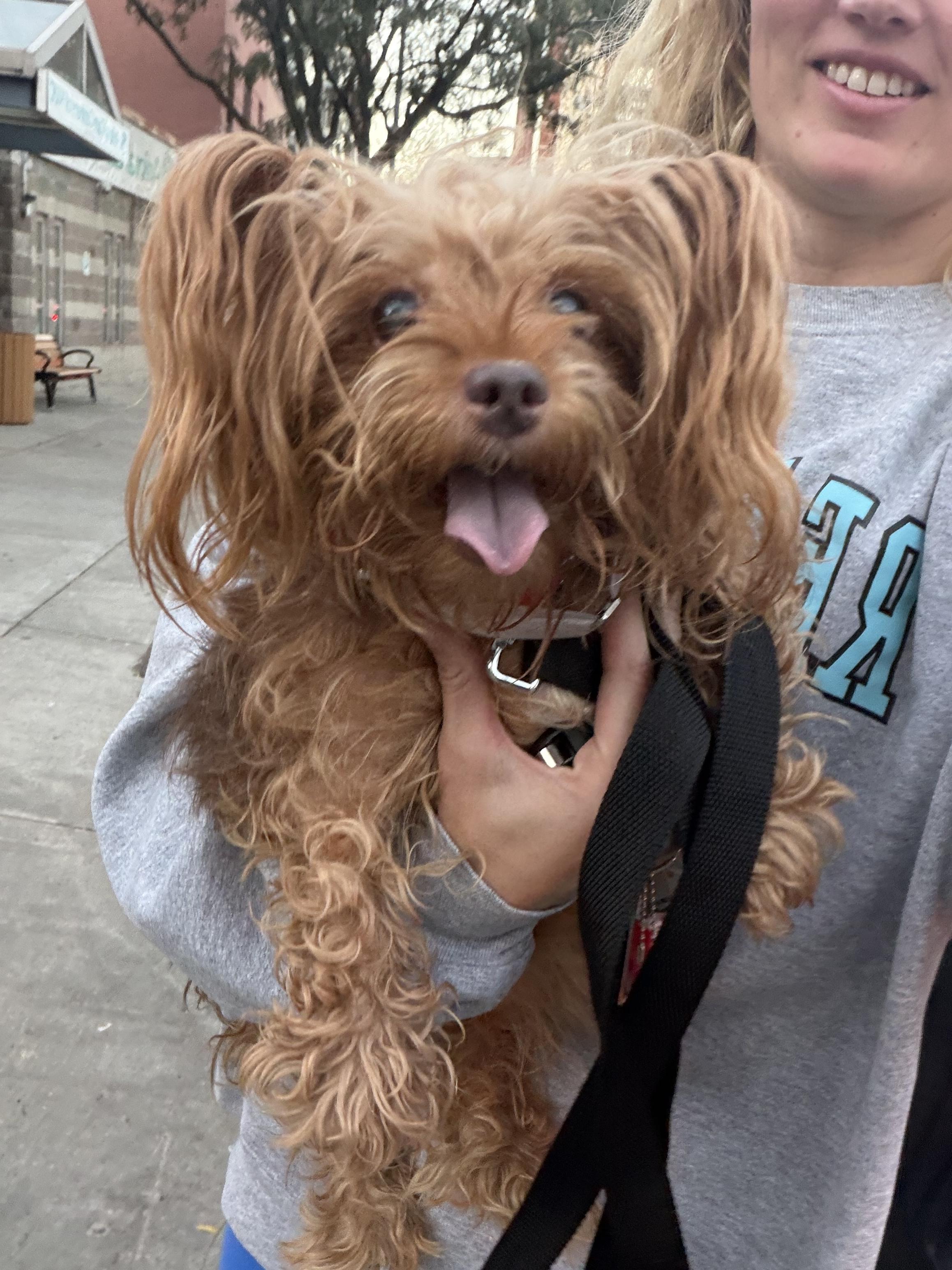 Enlarge Demi, a Adoptable Yorkshire Terrier in Mahwah, NJ image 4/5