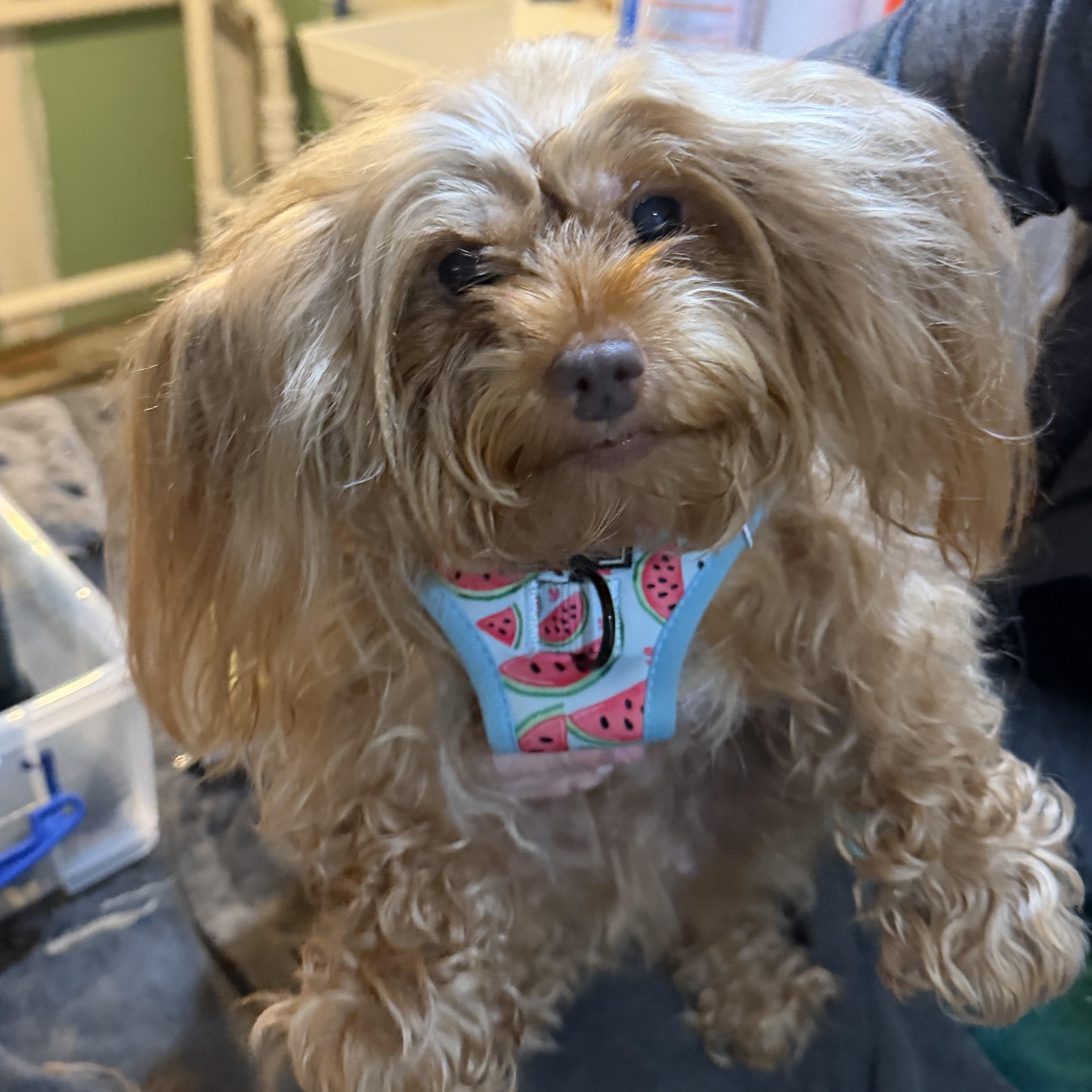 Enlarge Demi, a Adoptable Yorkshire Terrier in Mahwah, NJ image 2/5