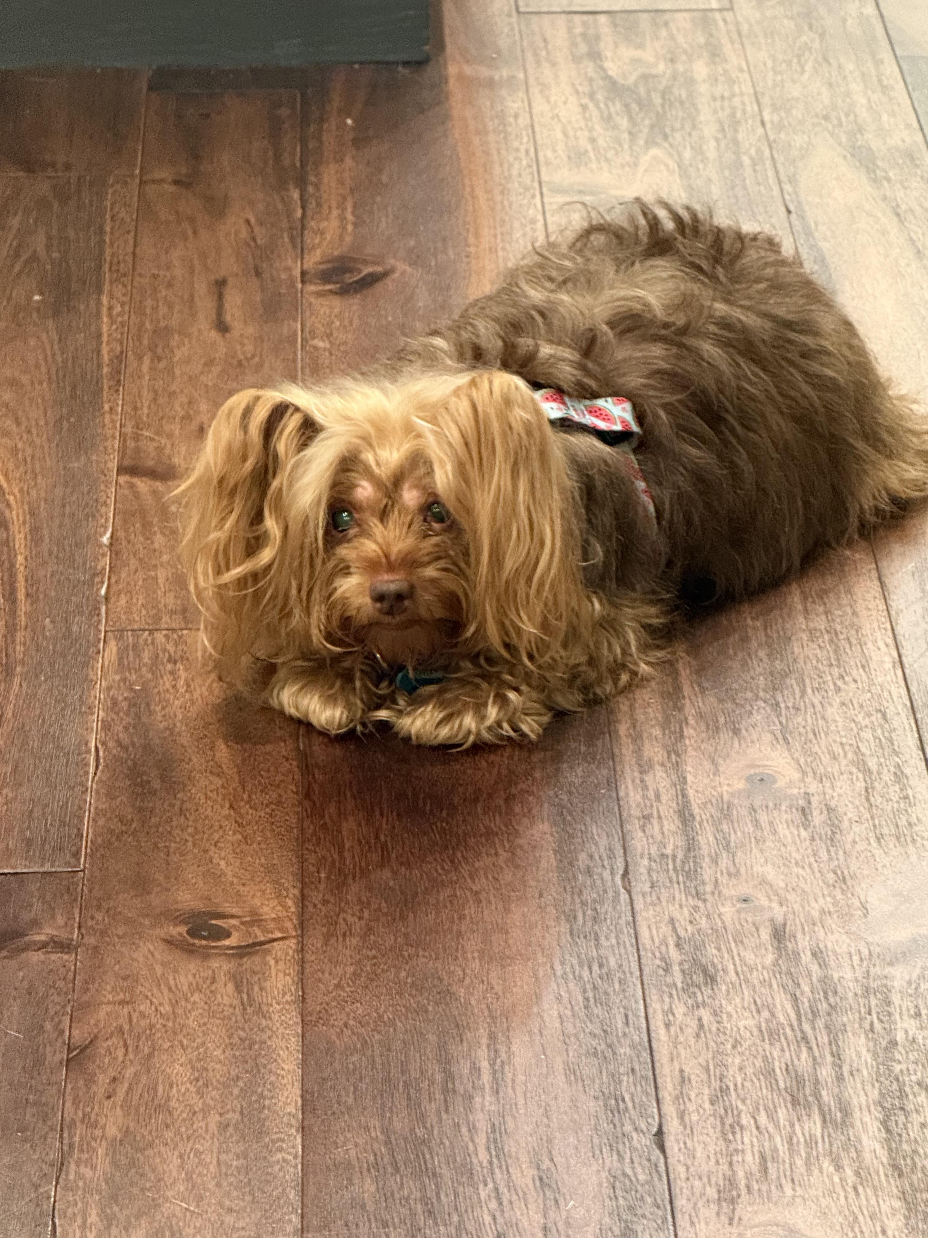 Enlarge Demi, a Adoptable Yorkshire Terrier in Mahwah, NJ image 3/5