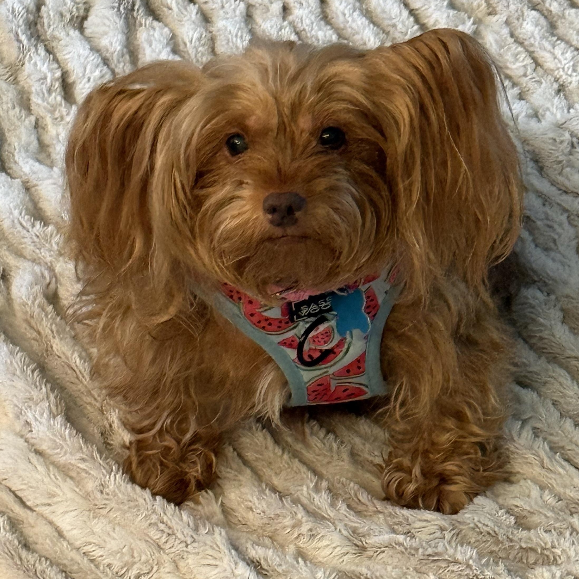 Enlarge Demi, a Adoptable Yorkshire Terrier in Mahwah, NJ image 1/5