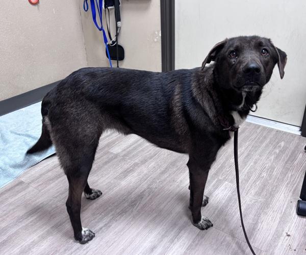 Enlarge Toby, a Adoptable mixed breed in Oceanside, CA image 1/2