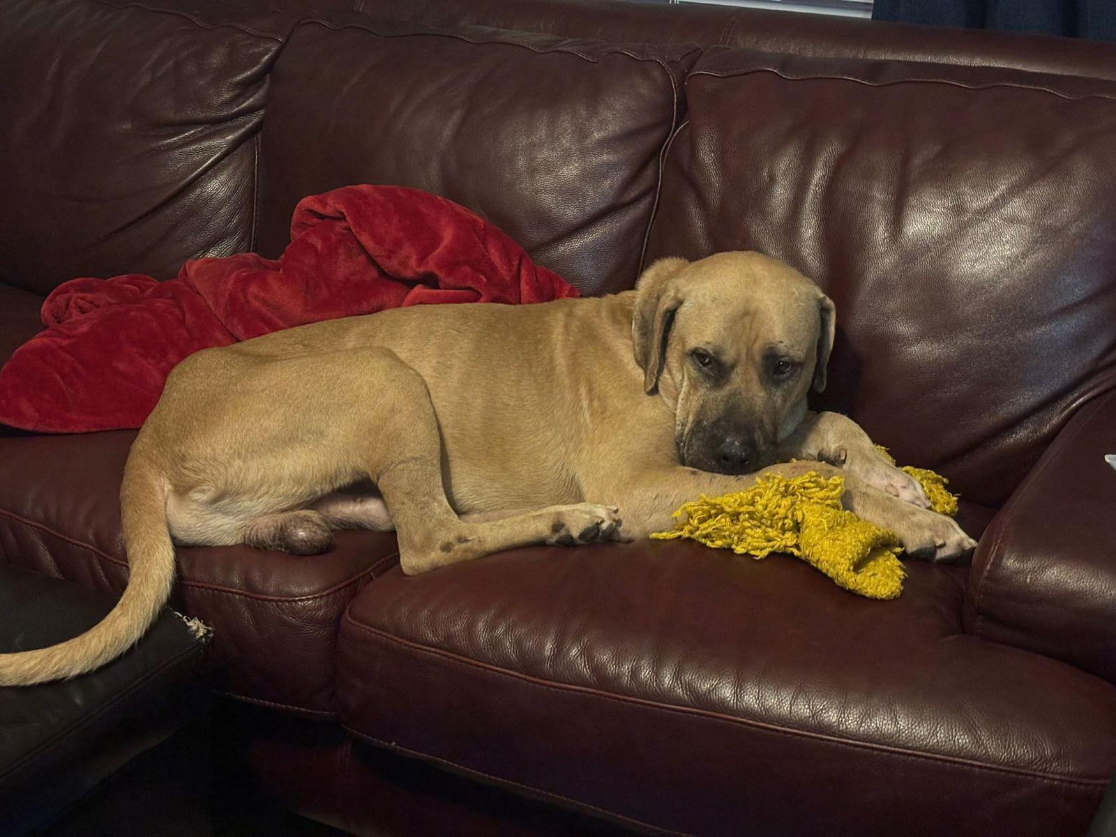 Enlarge Atlas, a Adopted Mastiff in Dallas, TX image 1/3