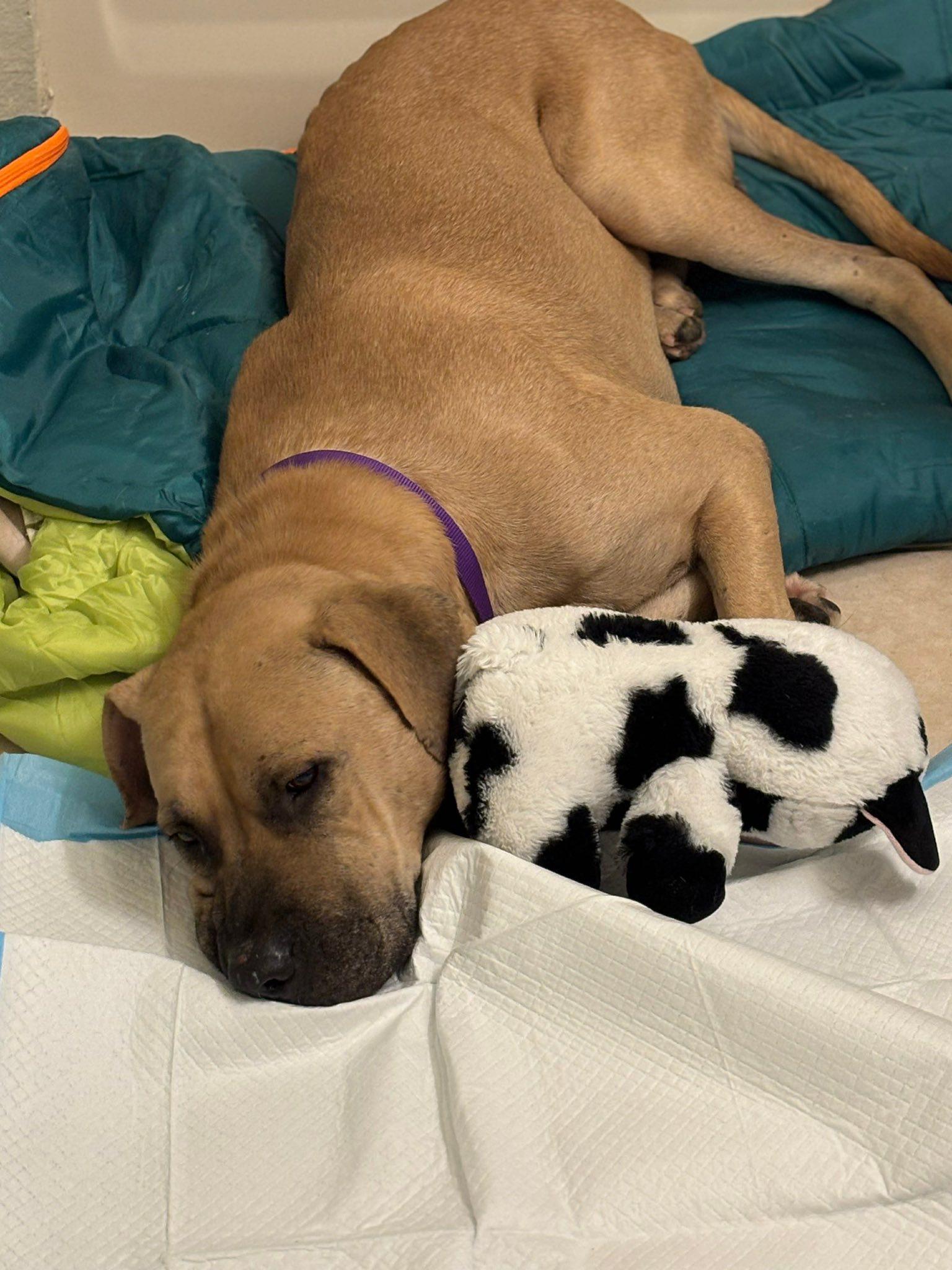 Enlarge Atlas, a Adopted Mastiff in Dallas, TX image 2/3