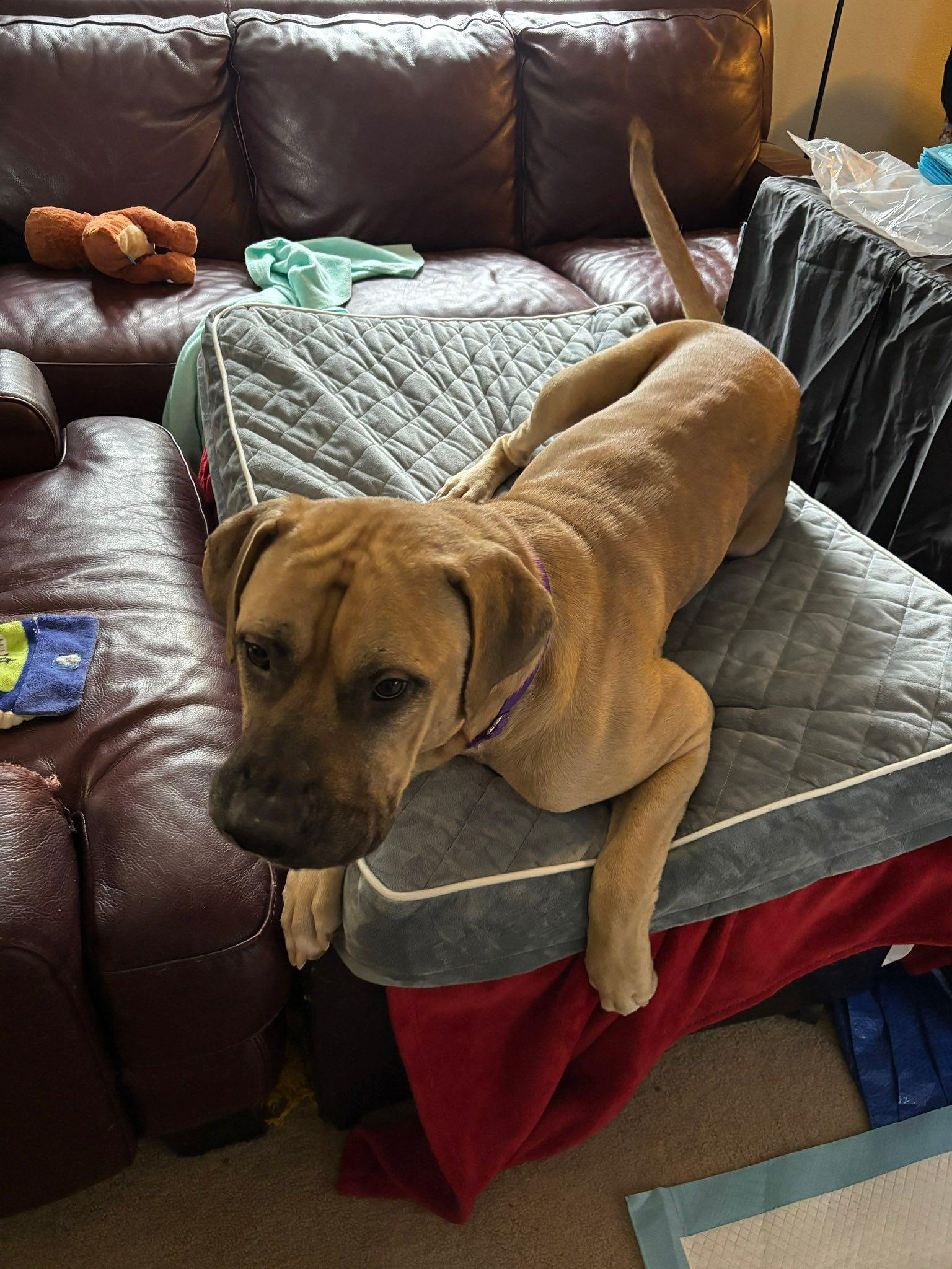 Enlarge Atlas, a Adopted Mastiff in Dallas, TX image 3/3