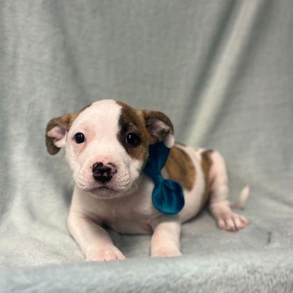Coconut, Adoptable, Young Male Mixed Breed & Mixed Breed.