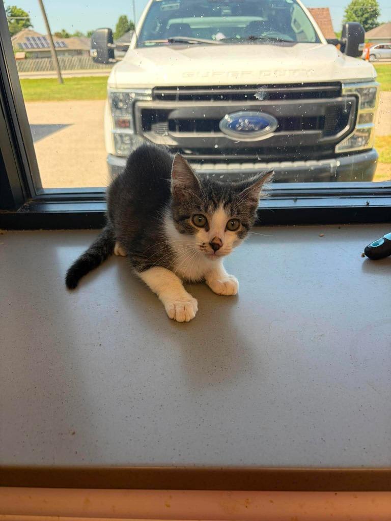 Daddy Yankee (Moises), Adoptable, Kitten Male Domestic Short Hair.