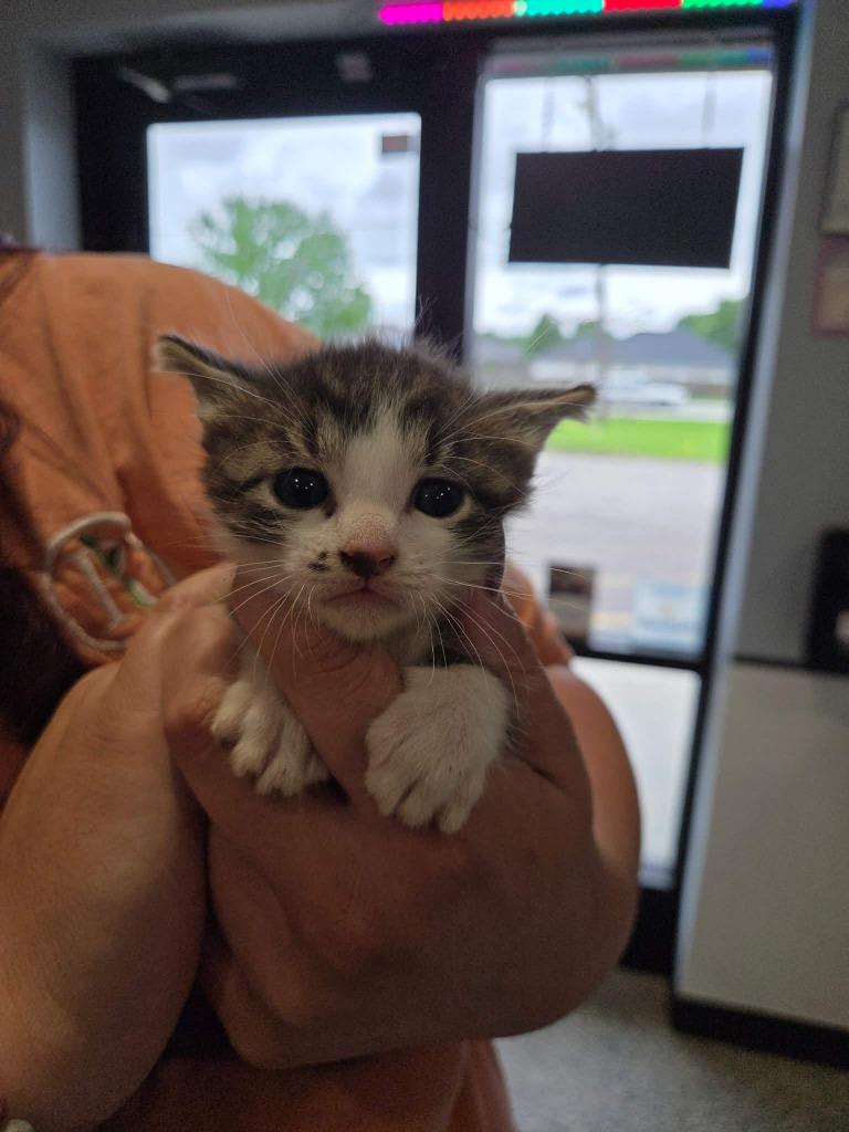 Enlarge Daddy Yankee (Moises), a Adoptable mixed breed in Republic, MO image 2/2