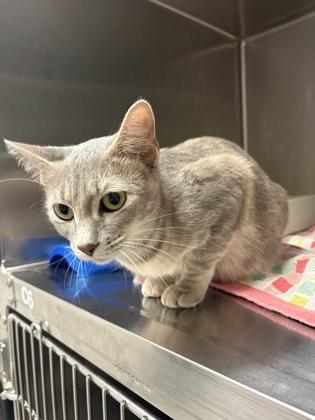 Skittles, a Adoptable Domestic Short Hair in Blue Springs, MO image 2/2