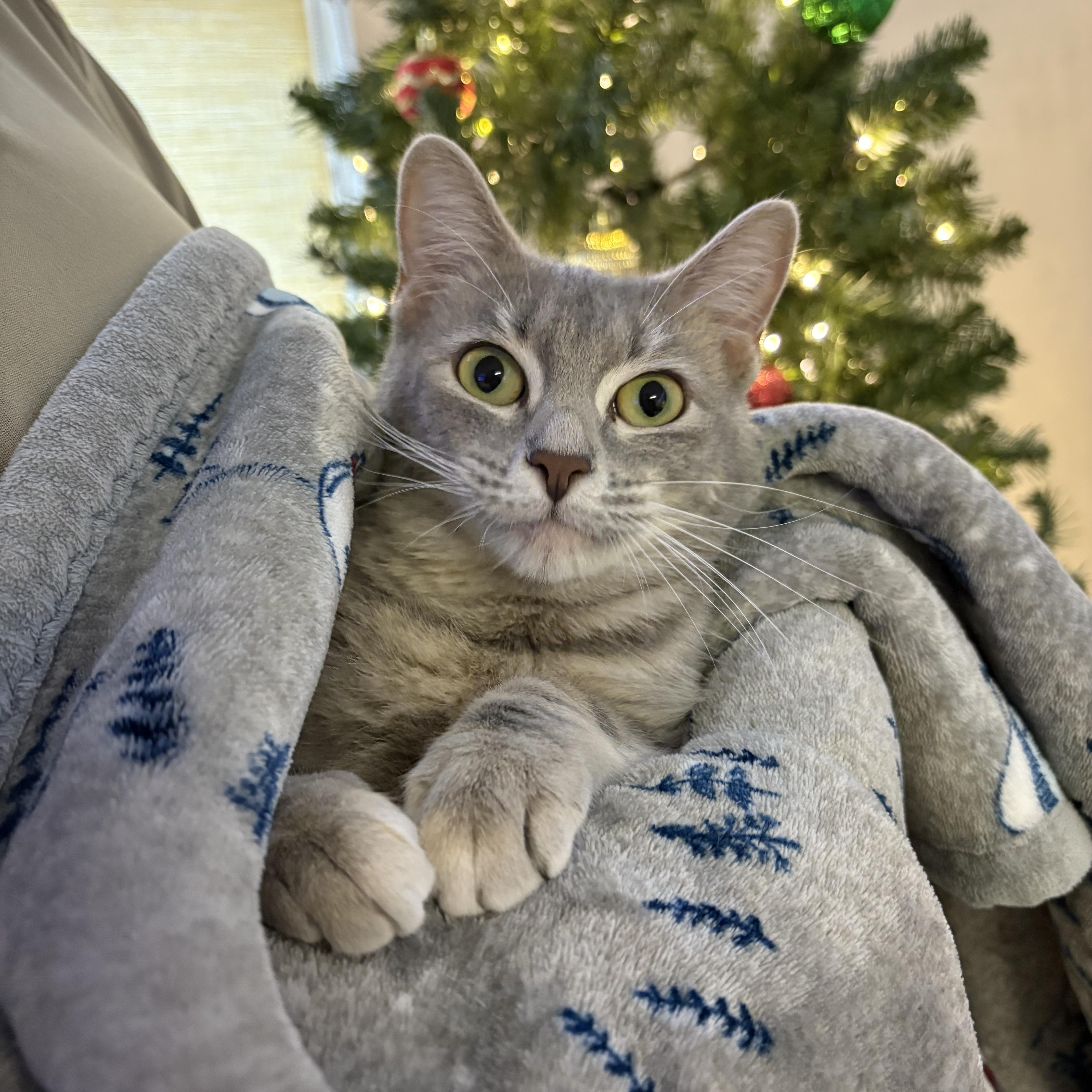 Skittles, a Adoptable Domestic Short Hair in Blue Springs, MO image 1/2