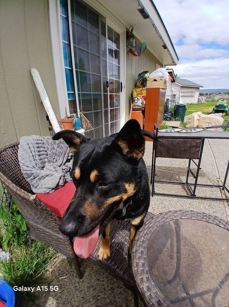 Mushu, a Adopted Australian Kelpie in Selah, WA image 1/4