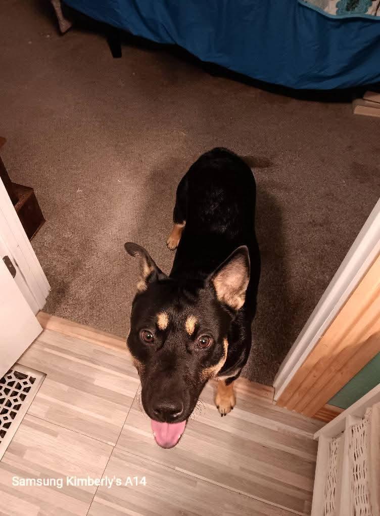 Mushu, Young Male Australian Kelpie