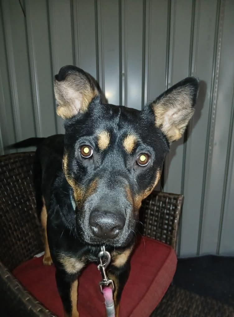 Mushu, a Adopted Australian Kelpie in Selah, WA image 3/4