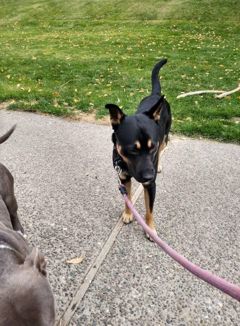 Mushu, a Adopted Australian Kelpie in Selah, WA image 4/4