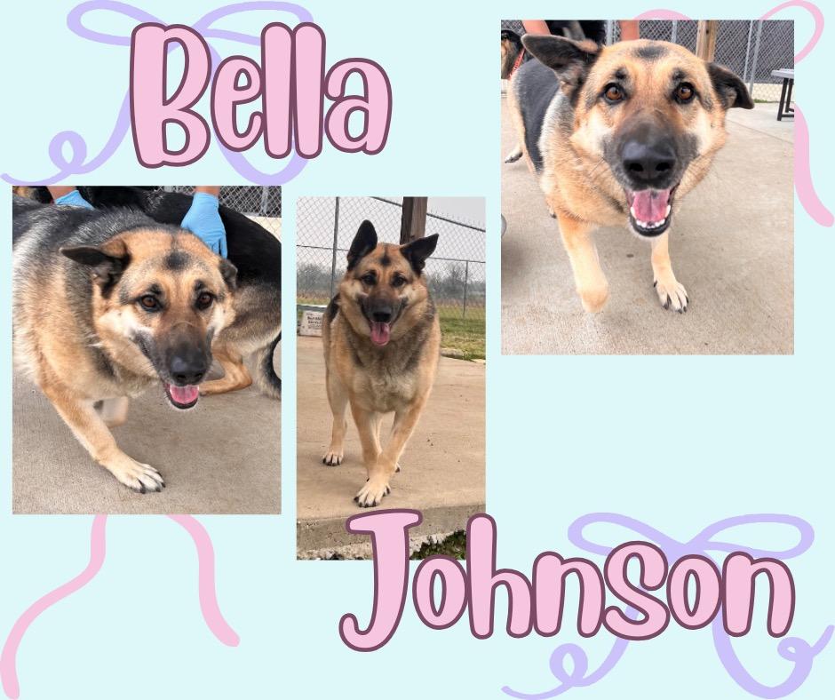 Enlarge Bella Johnson, a Adoptable German Shepherd Dog in Hopkinsville, KY image 1/5