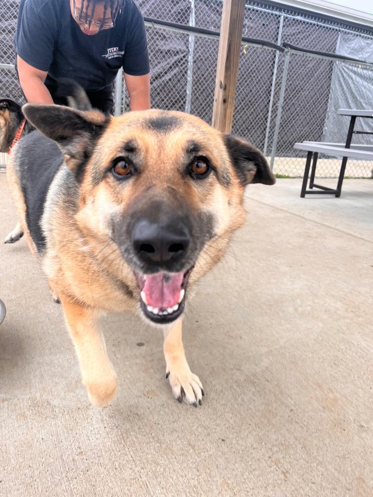 Enlarge Bella Johnson, a Adoptable German Shepherd Dog in Hopkinsville, KY image 2/5
