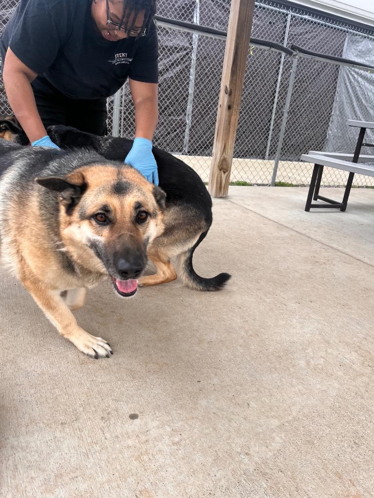 Enlarge Bella Johnson, a Adoptable German Shepherd Dog in Hopkinsville, KY image 3/5