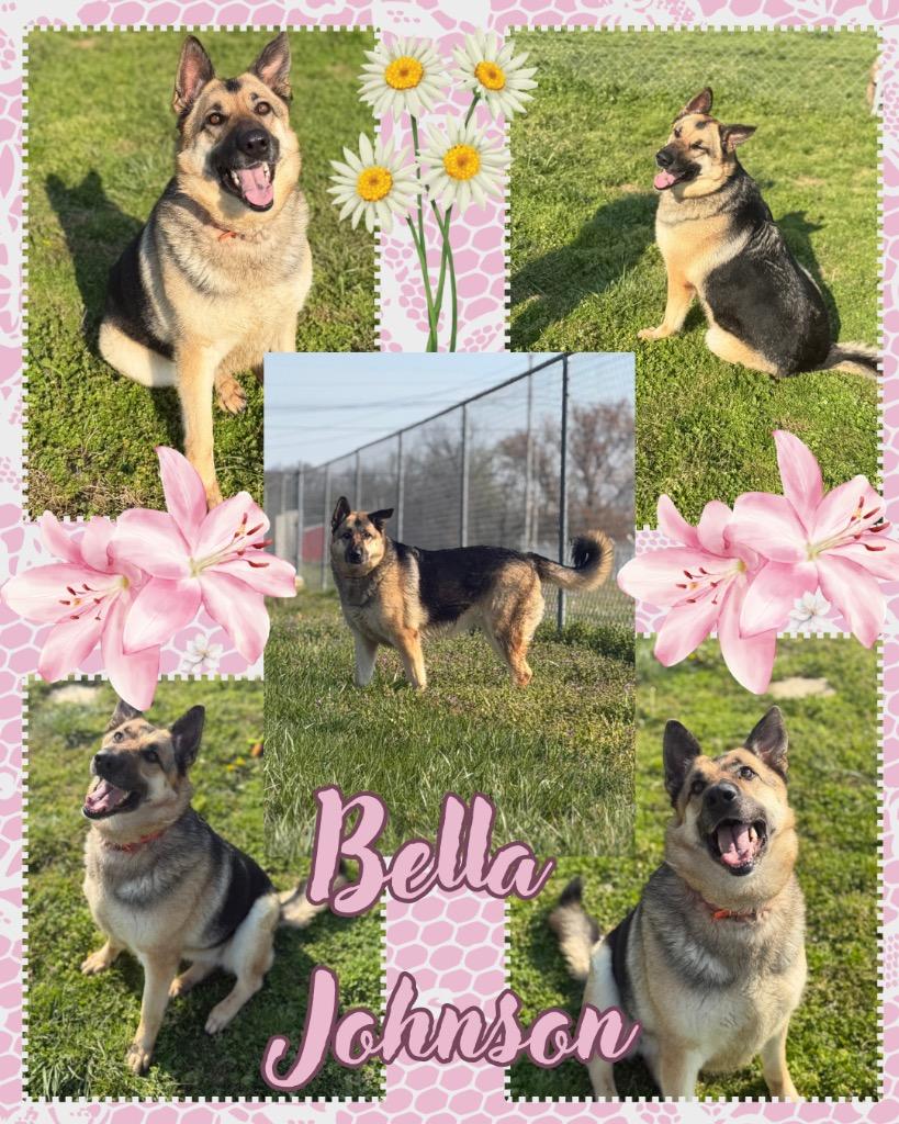 Bella Johnson, a Adoptable German Shepherd Dog in Hopkinsville, KY image 4/6