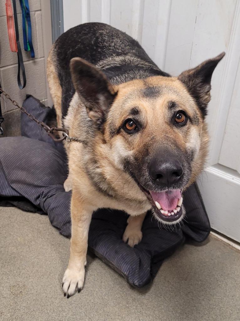 Enlarge Bella Johnson, a Adoptable German Shepherd Dog in Hopkinsville, KY image 4/5