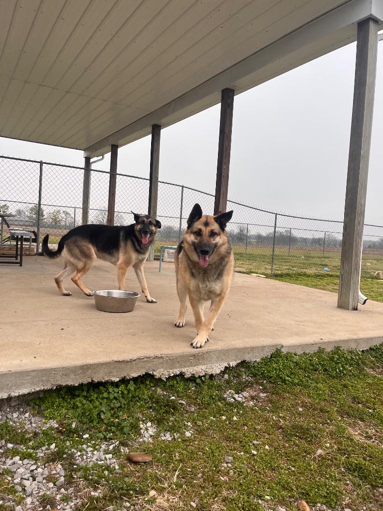 Enlarge Bella Johnson, a Adoptable German Shepherd Dog in Hopkinsville, KY image 5/5