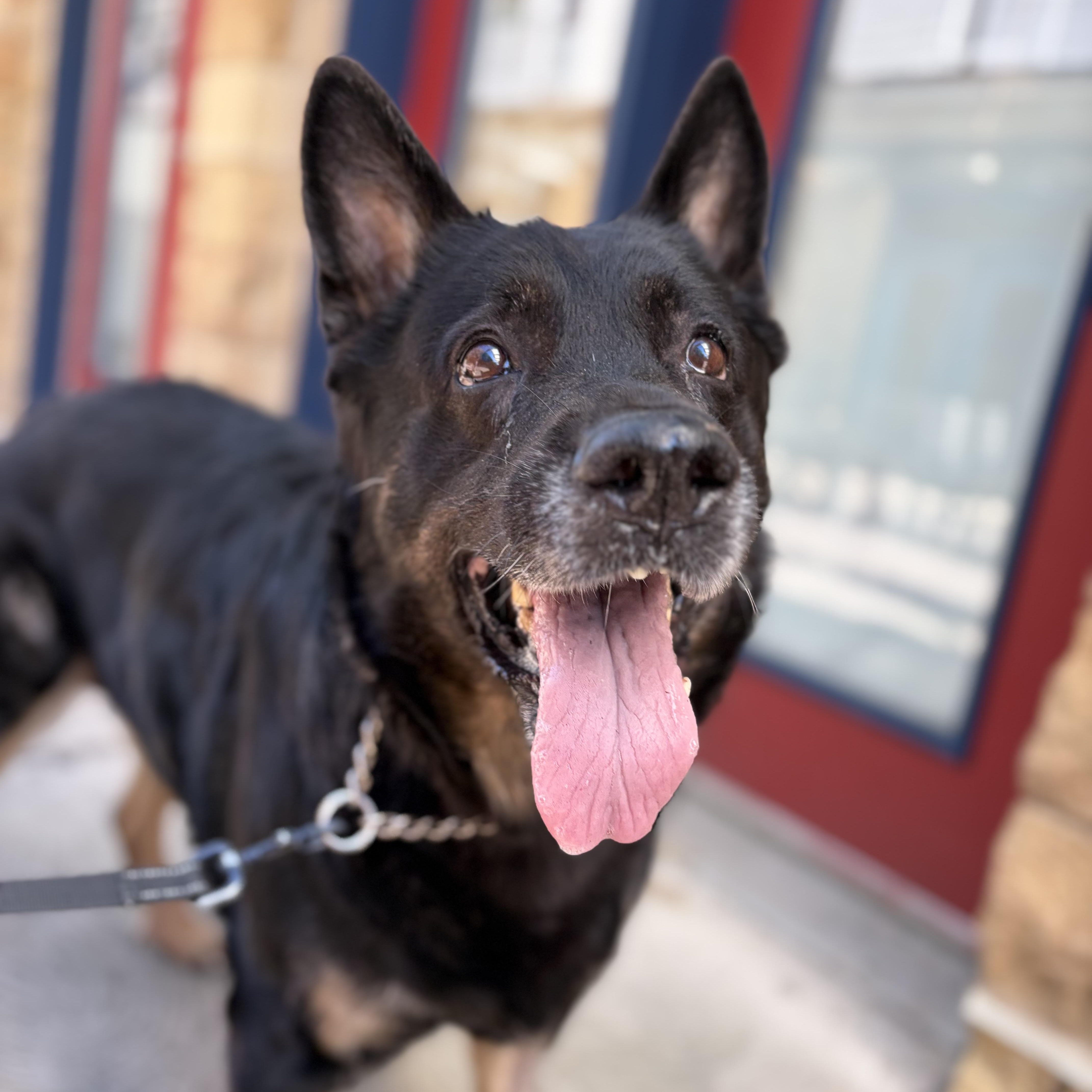 Enlarge Marsha, a Adoptable German Shepherd Dog in Philadelphia, PA image 2/6