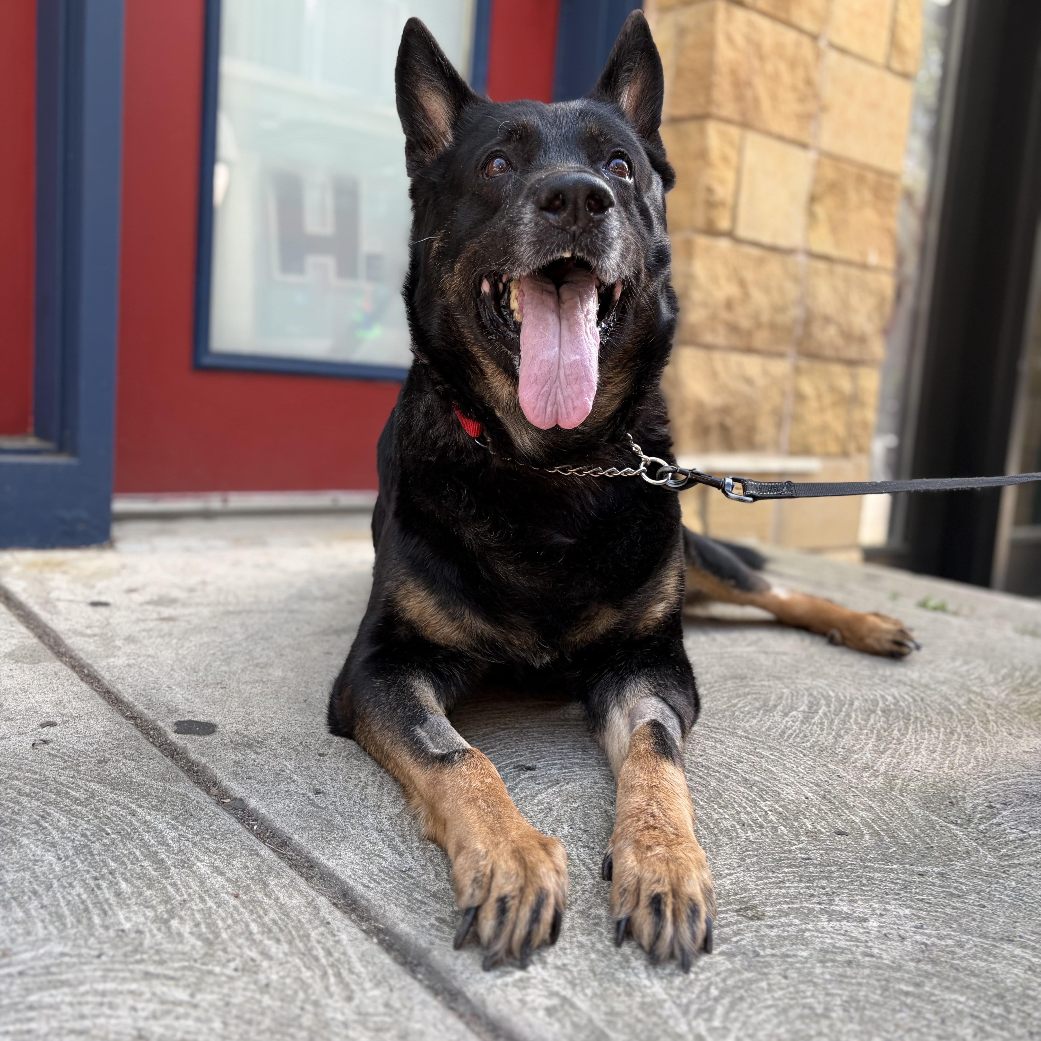 Enlarge Marsha, a Adoptable German Shepherd Dog in Philadelphia, PA image 1/6