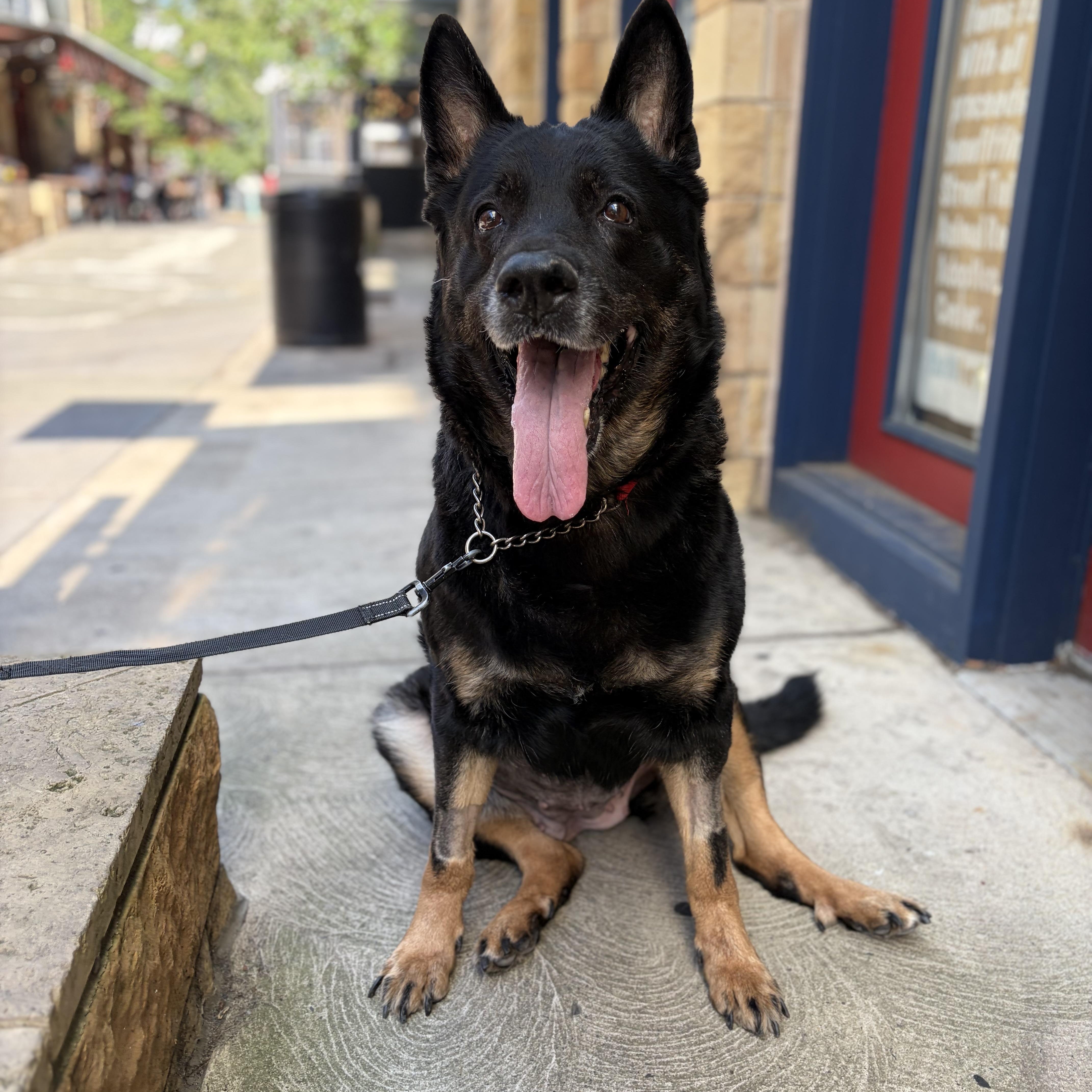 Enlarge Marsha, a Adoptable German Shepherd Dog in Philadelphia, PA image 3/6