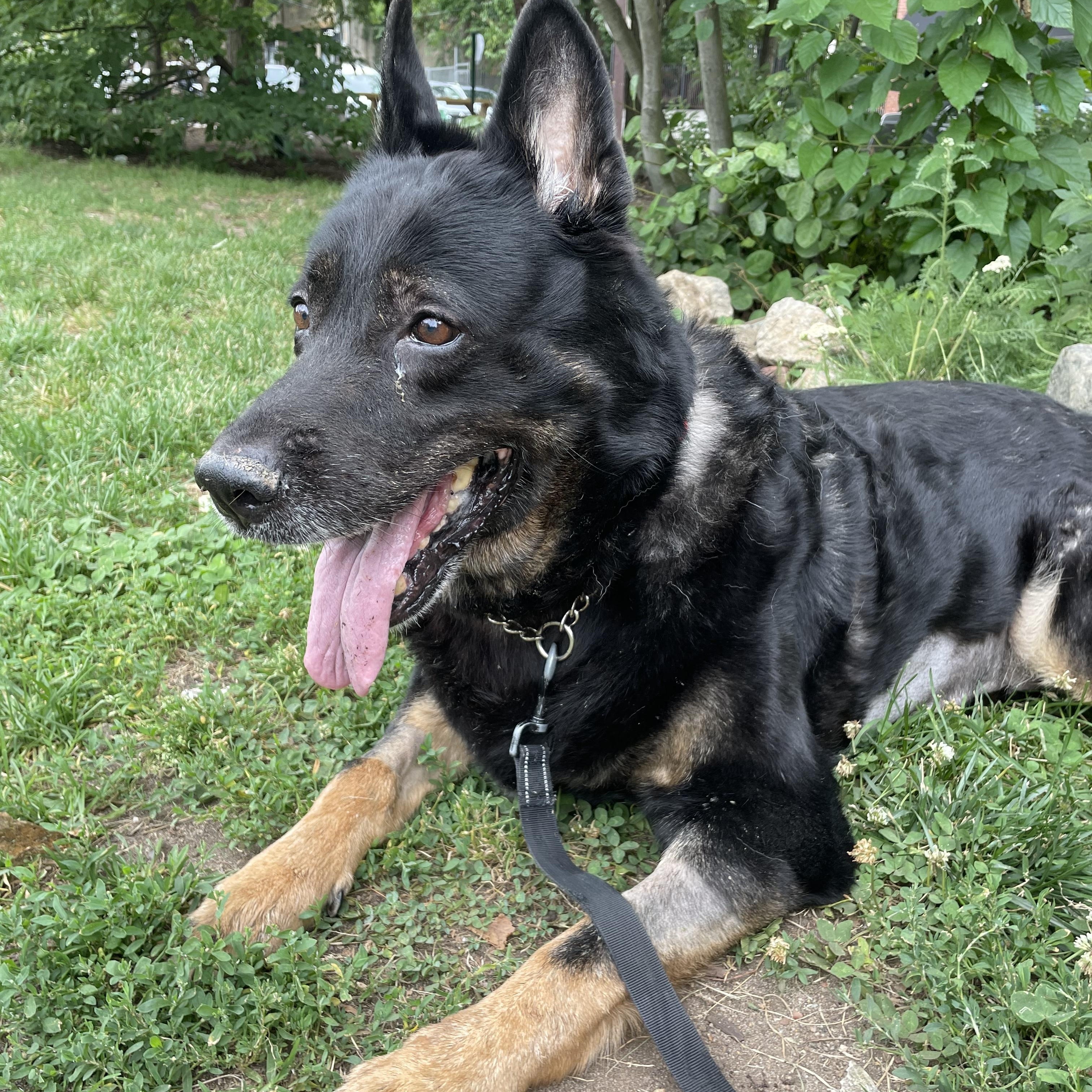 Enlarge Marsha, a Adoptable German Shepherd Dog in Philadelphia, PA image 4/6