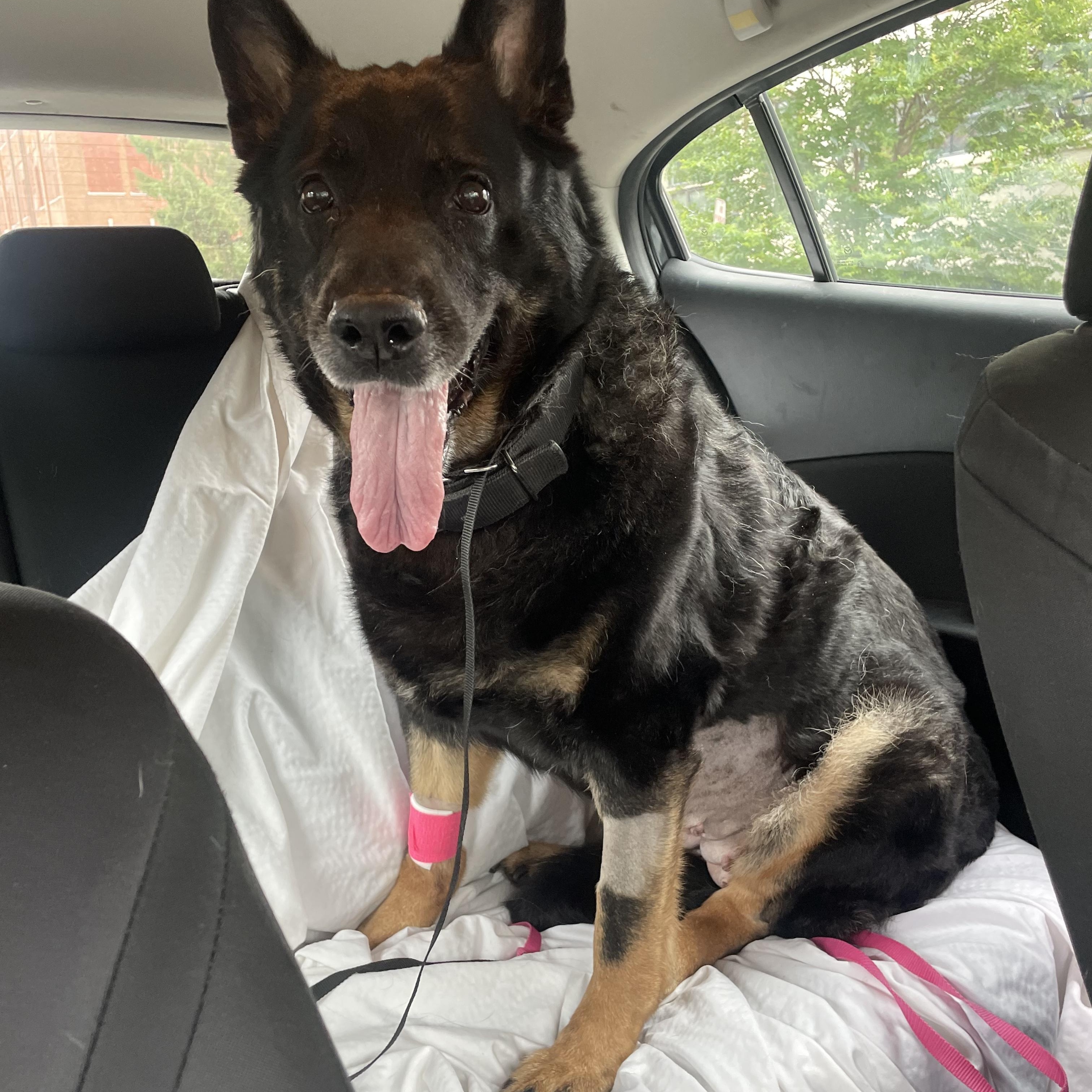 Enlarge Marsha, a Adoptable German Shepherd Dog in Philadelphia, PA image 6/6