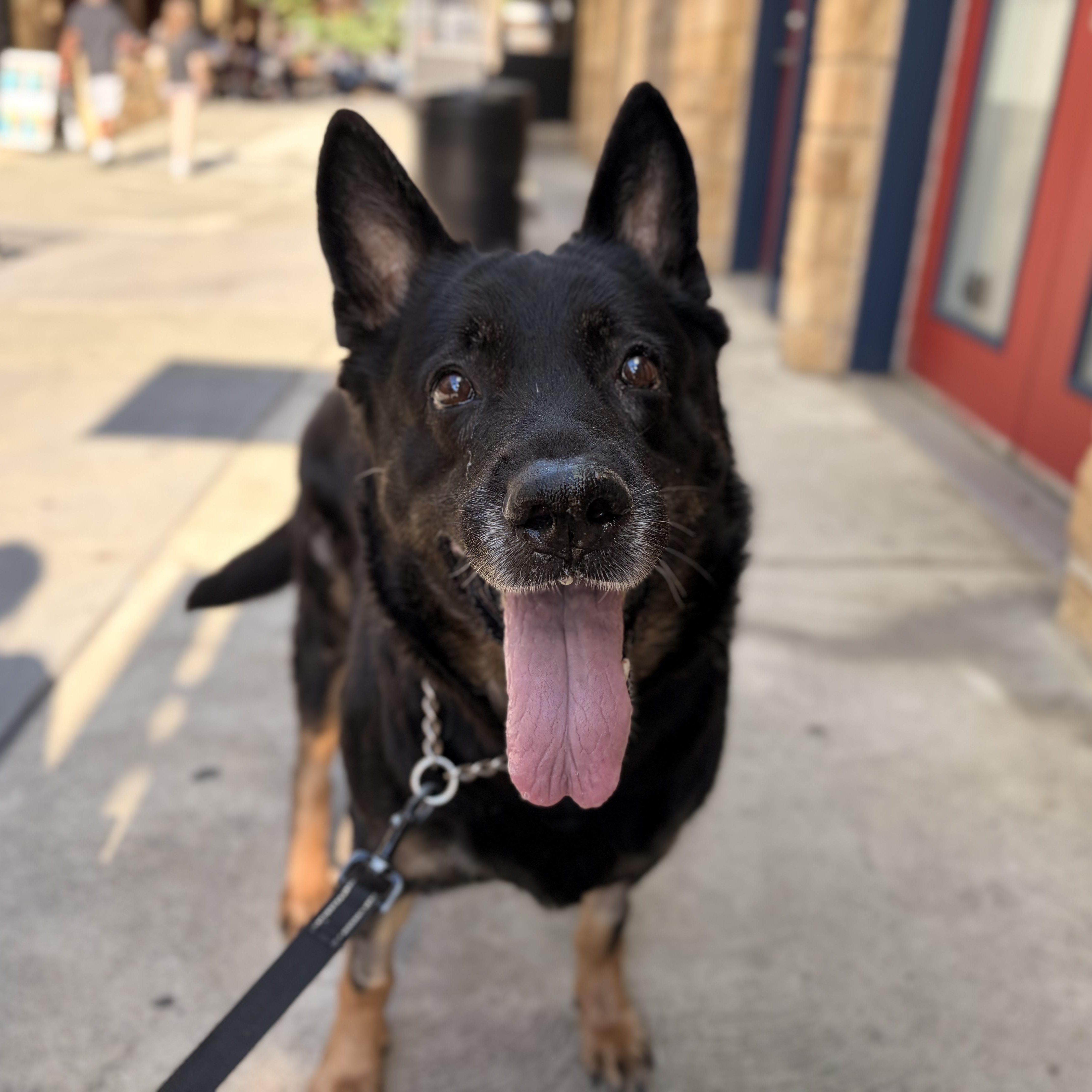 Enlarge Marsha, a Adoptable German Shepherd Dog in Philadelphia, PA image 5/6