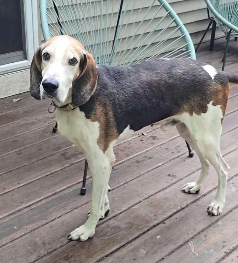 Hunter, a Adoptable Treeing Walker Coonhound in Huntley, IL image 1/2