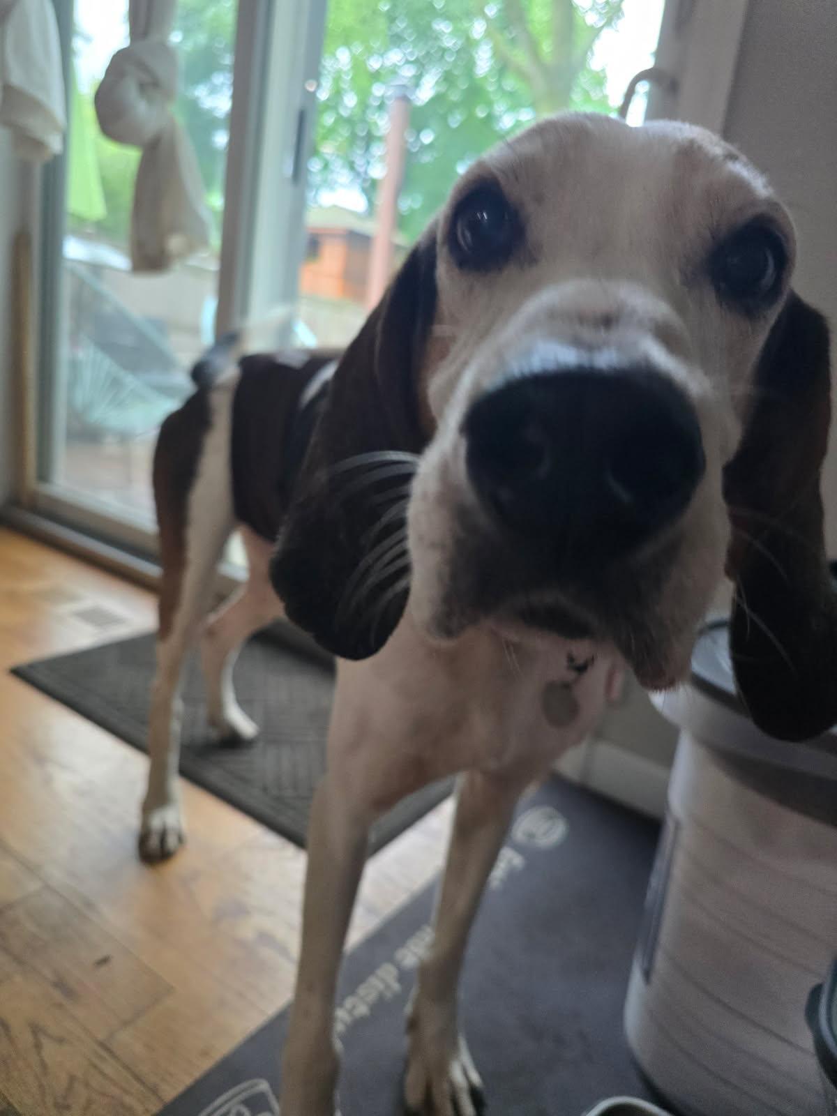 Hunter, Senior Male Treeing Walker Coonhound